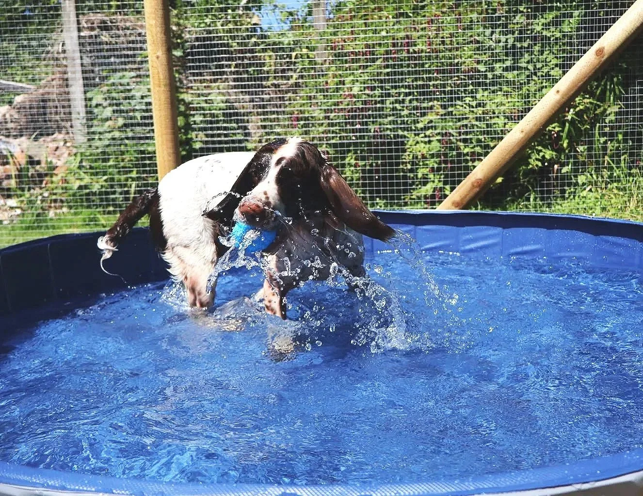 Dog swimming in a blue kiddie pool with a toy in its mouth at Parnacott paws.
