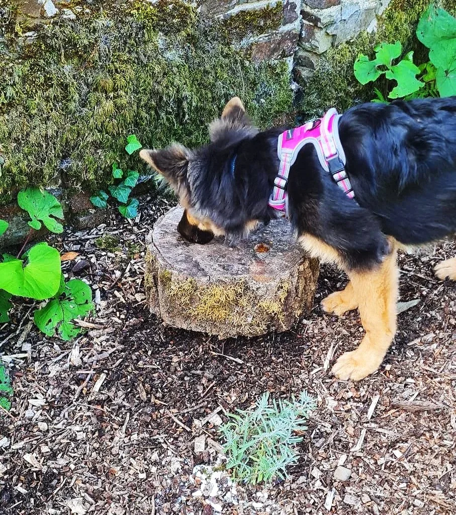A puppy with black and tan fur wearing a pink harness, sniffing or investigating a tree stump in a garden with plants and moss.