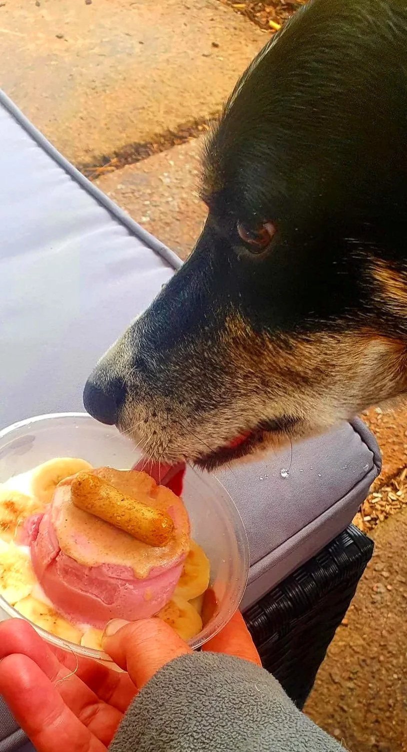 A black and tan dog licking a bowl of ice cream with a biscuit on top, held by a person with a gray sleeve. pup sunday