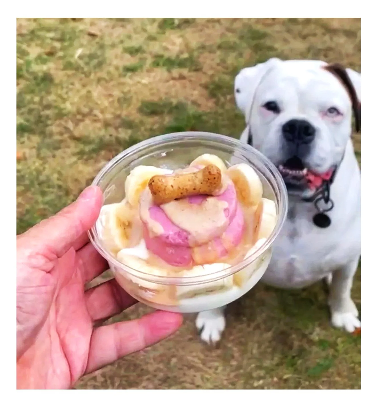 A person holding a cup of dog-friendly ice cream with a dog nearby, outdoors on grass. The ice cream is topped with a bone-shaped dog treat. pup sunday