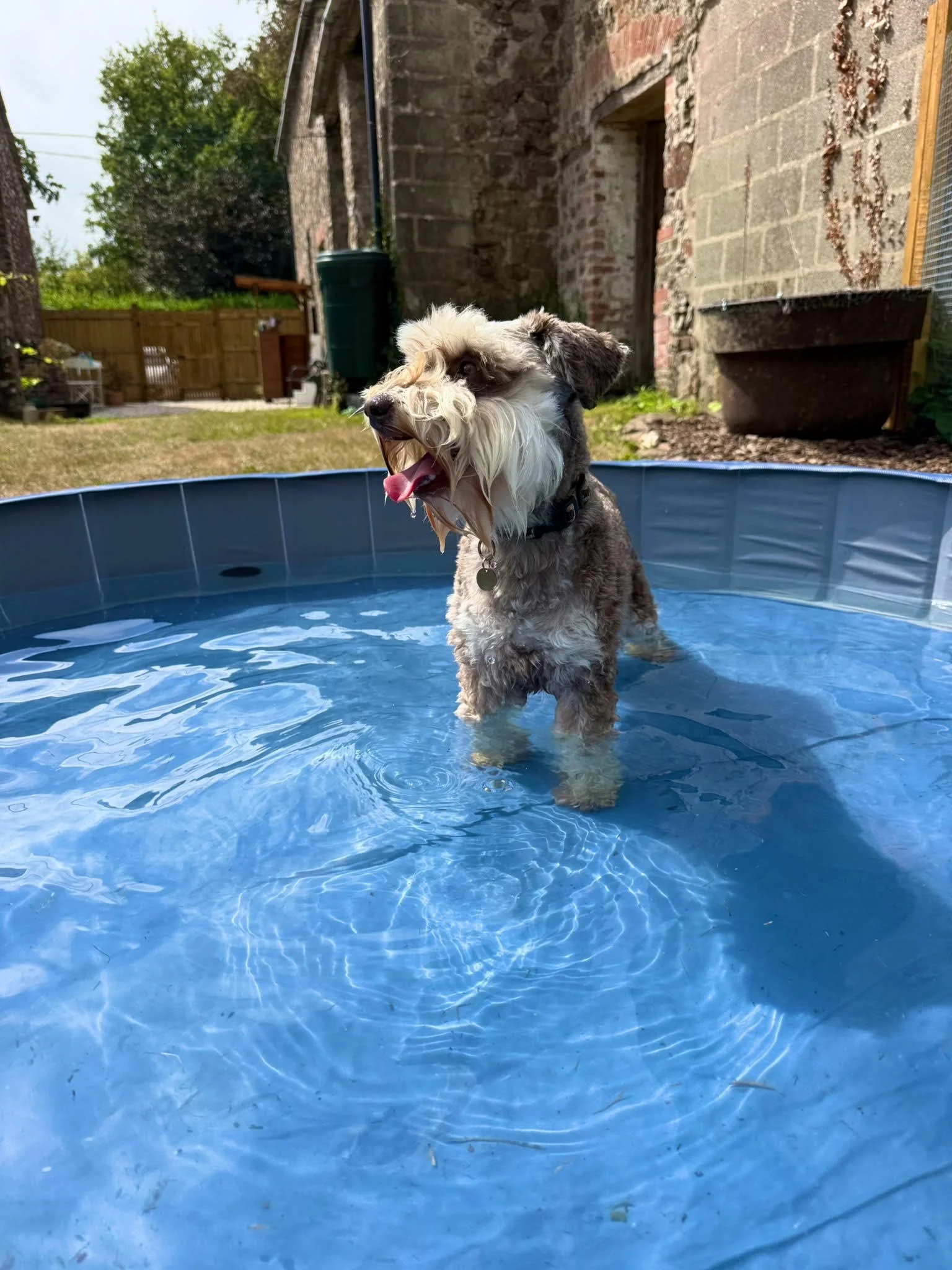 A dog with curly fur standing in a small pool of water outdoors, with a brick and stone house wall, a gardening container, and trees in the background.