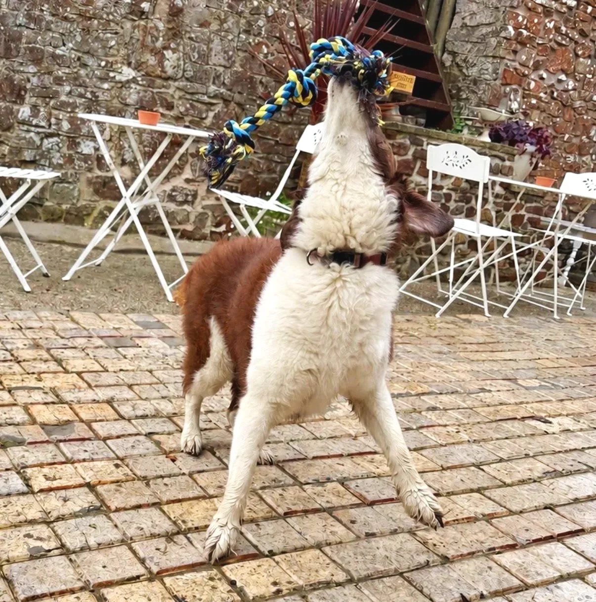 A dog with a rope tied to its head, standing on a brick patio, with a stone wall and white outdoor tables and chairs in the background.