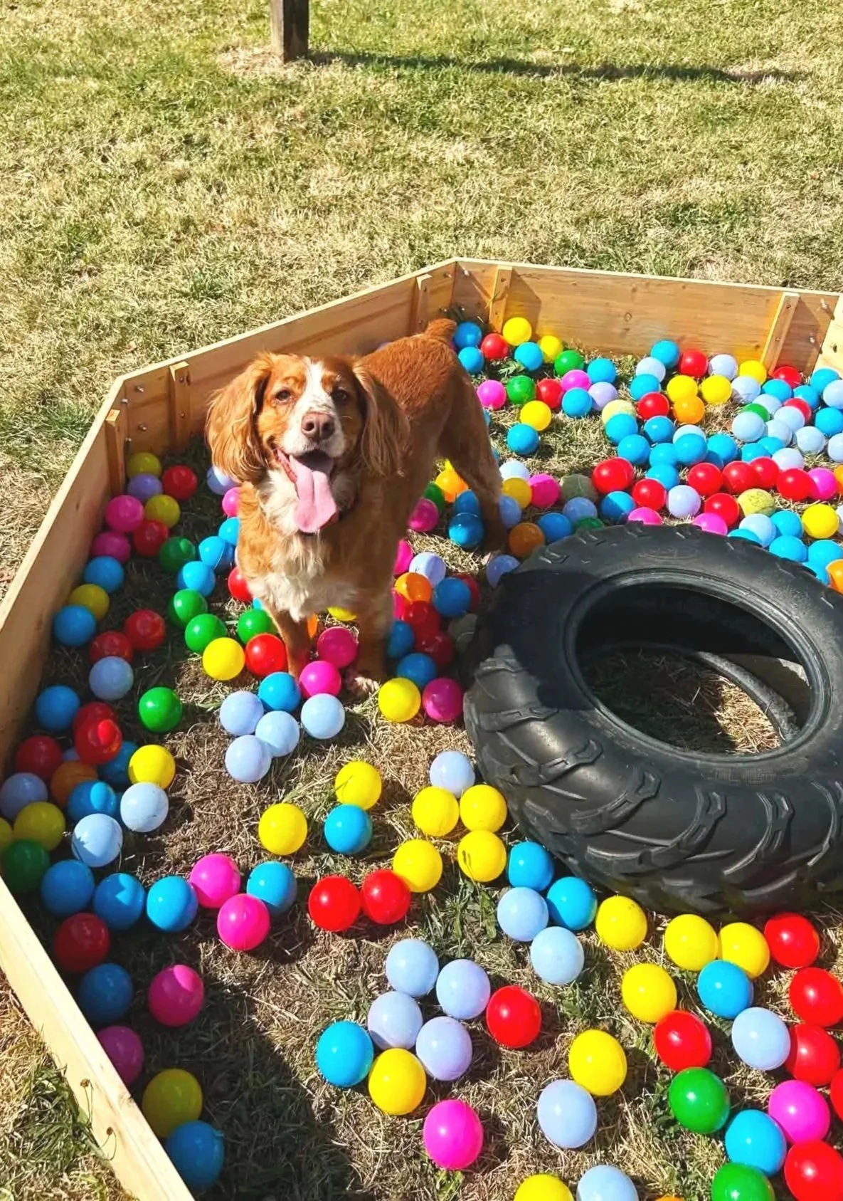 A brown dog with white markings smiling and standing inside a ball pit filled with colorful plastic balls, a tire is placed at the edge of the pit, on a grassy outdoor area.
