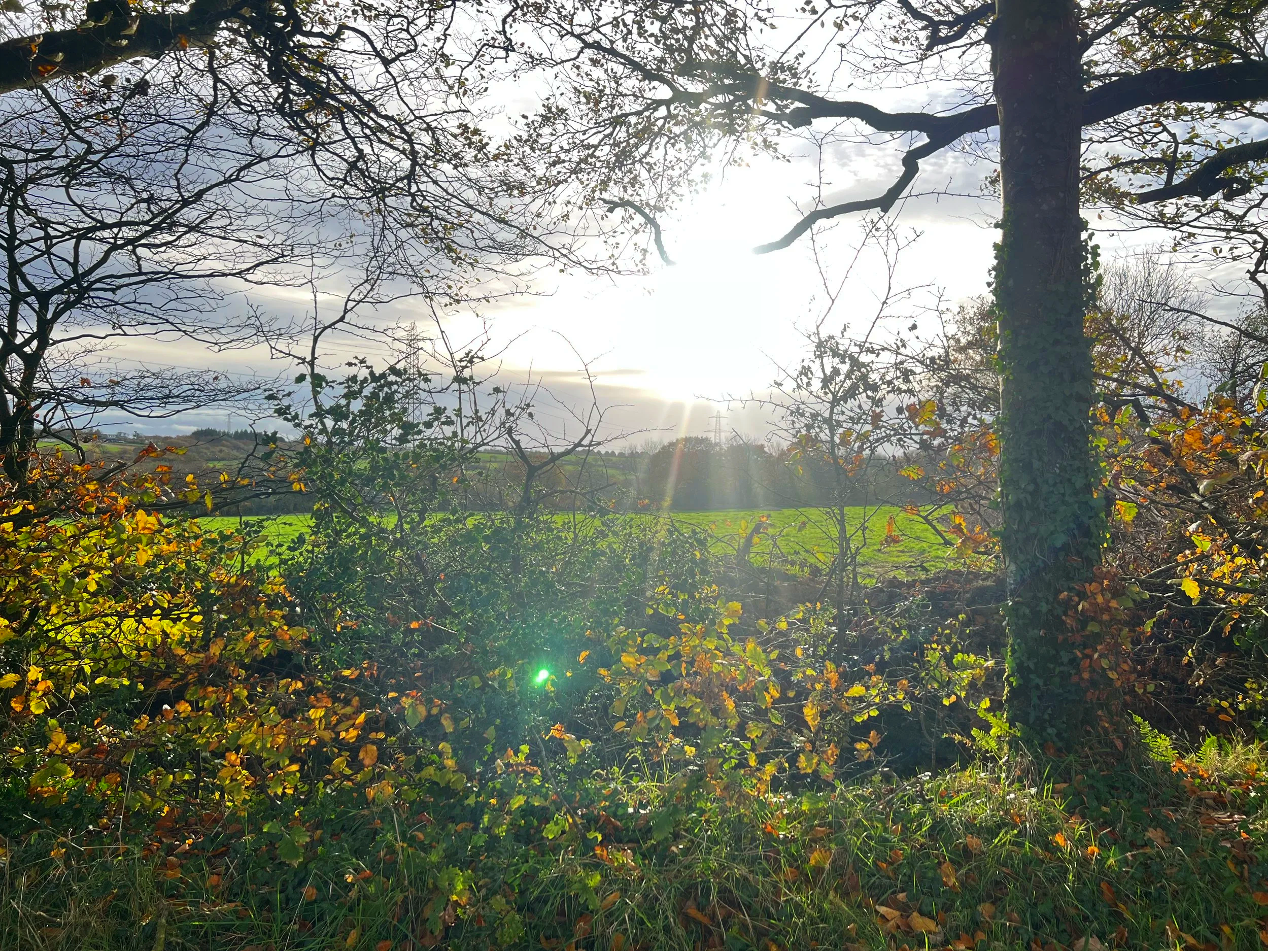 A scenic view of deciduous trees with mostly bare branches, some showing remaining leaves, with sunlight shining through the branches and illuminating green grass and hills in the background. At Parnacott House