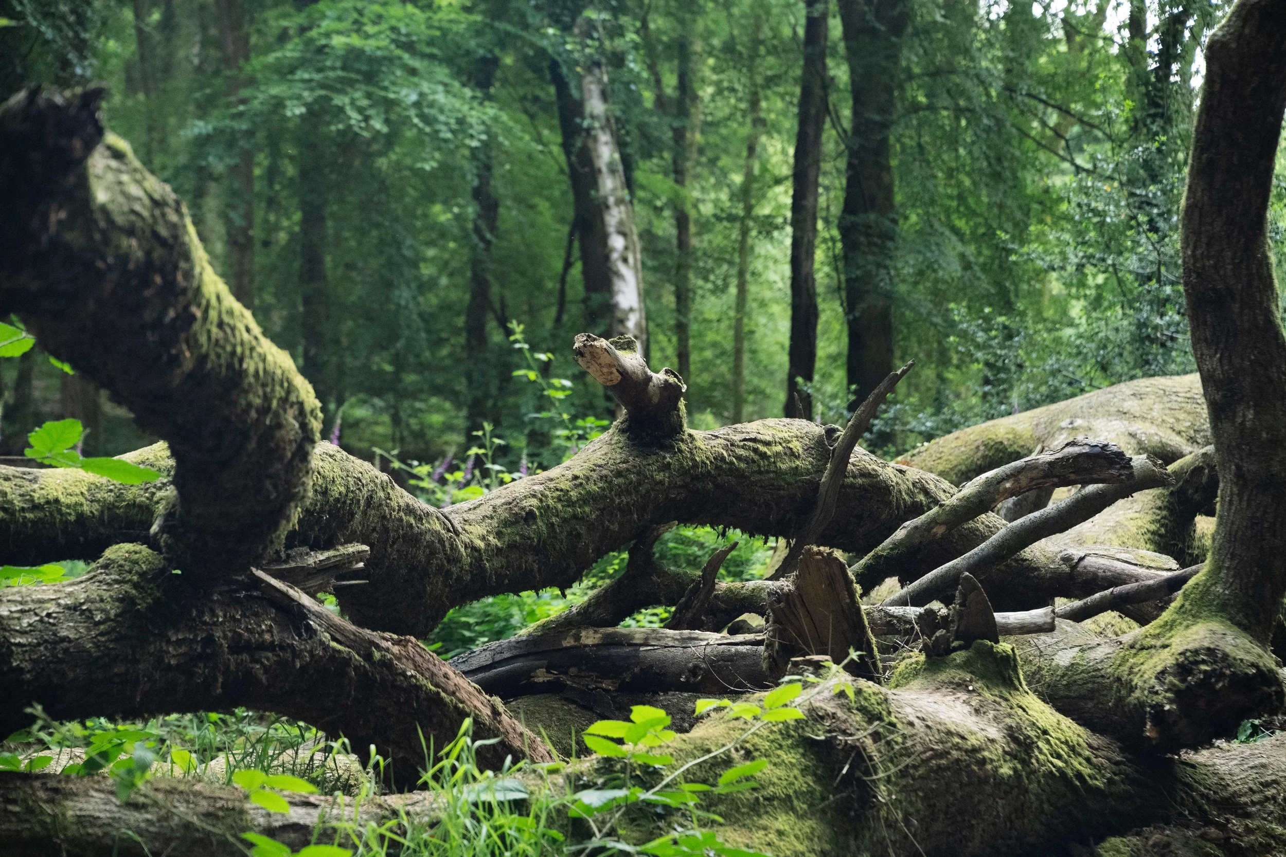 A dense forest scene with fallen moss-covered logs and bright green foliage, trees in the background, and sunlight filtering through the leaves.