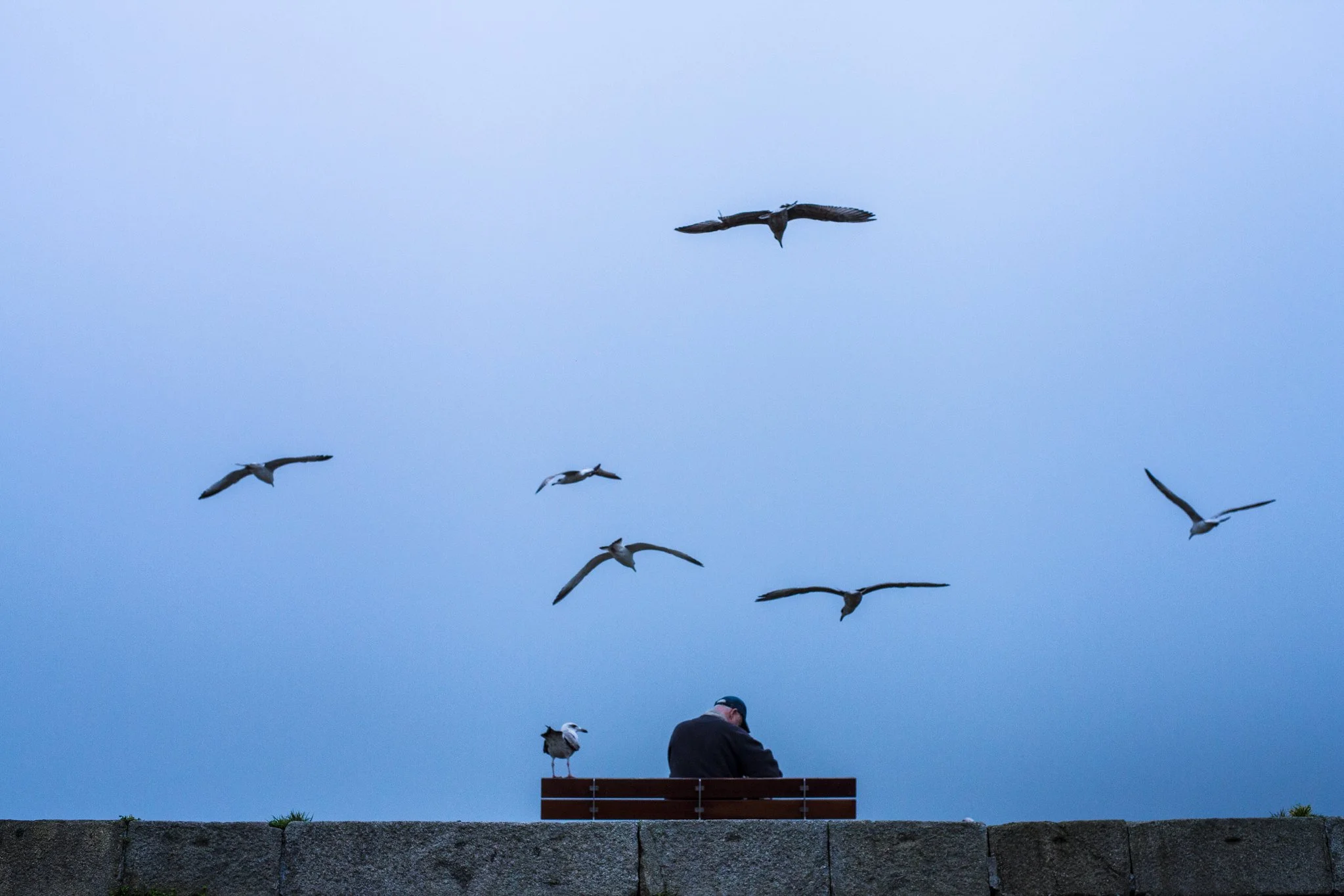 Seagulls flying in the sky above a person sitting on a bench near a stone wall, with some grass in the foreground.
