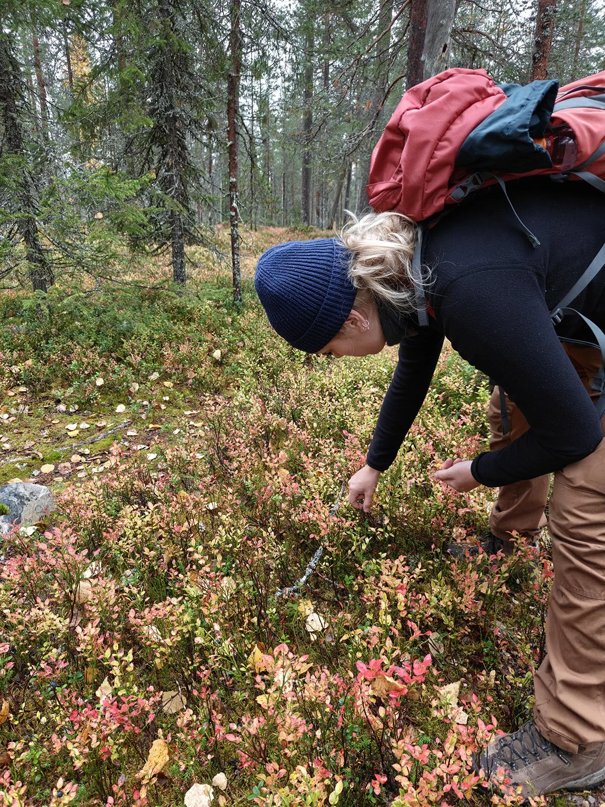 Ruska i Lapland