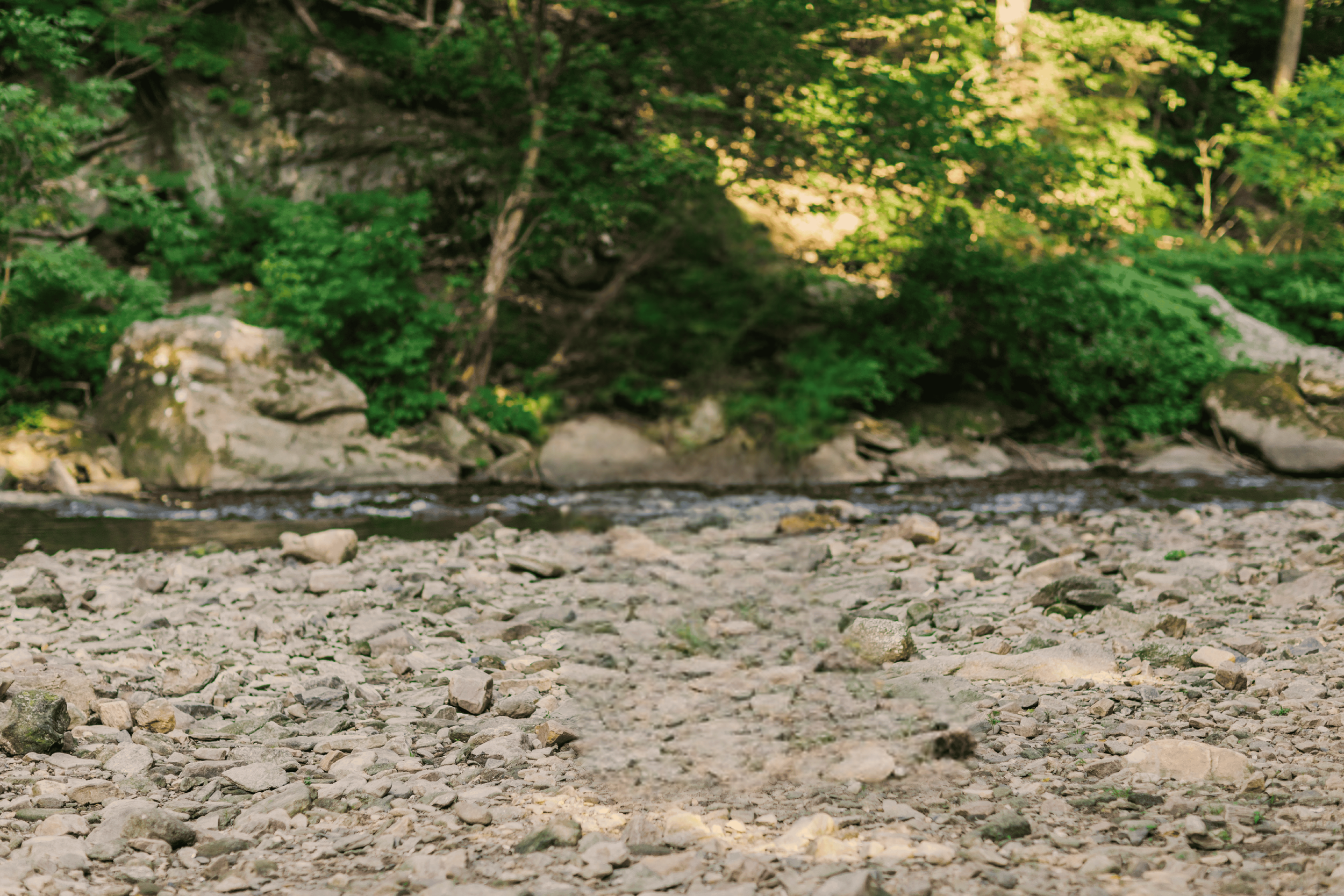 A rocky riverbank with trees and greenery in the background.
