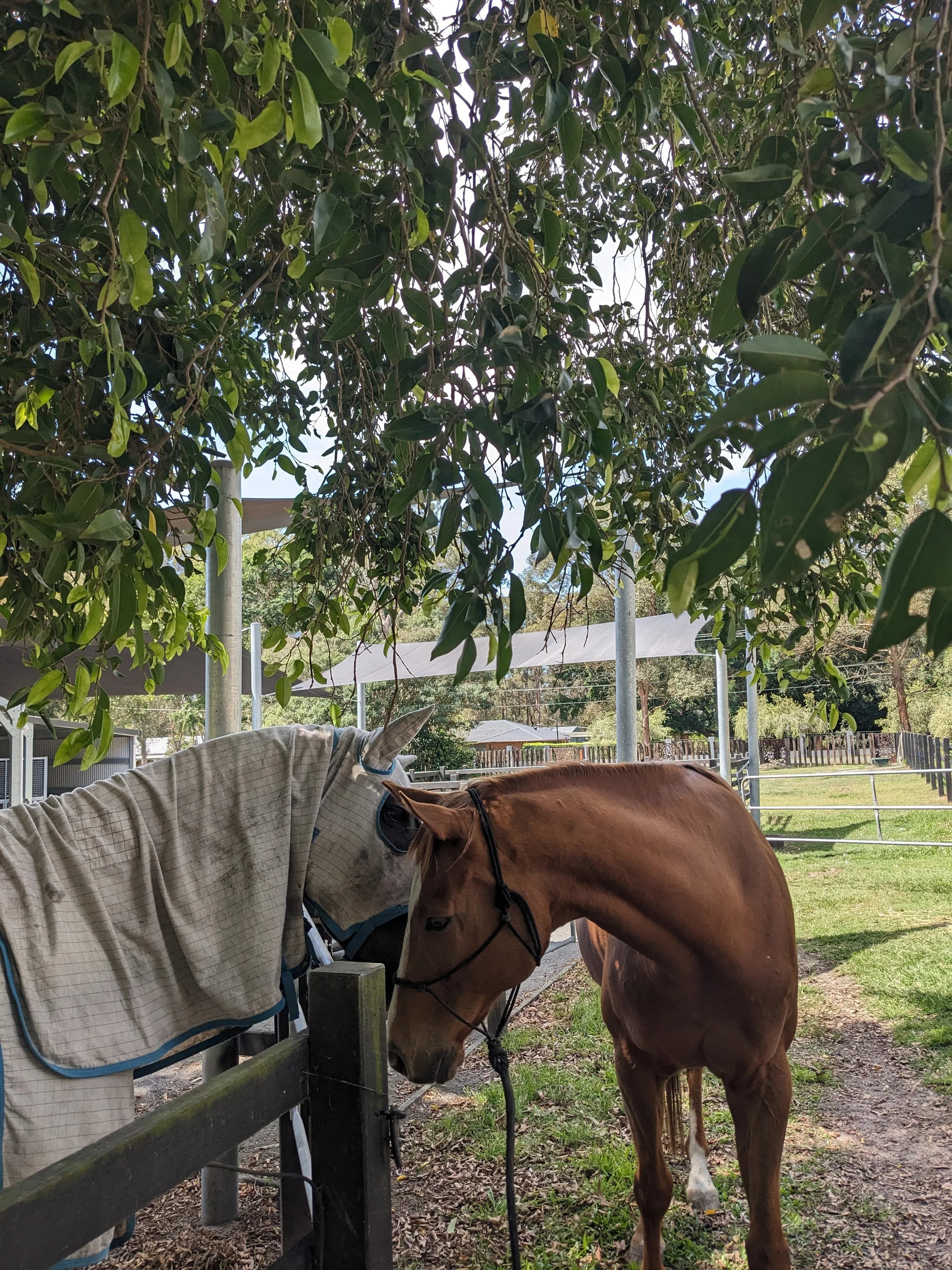 Two Horses greeting each other