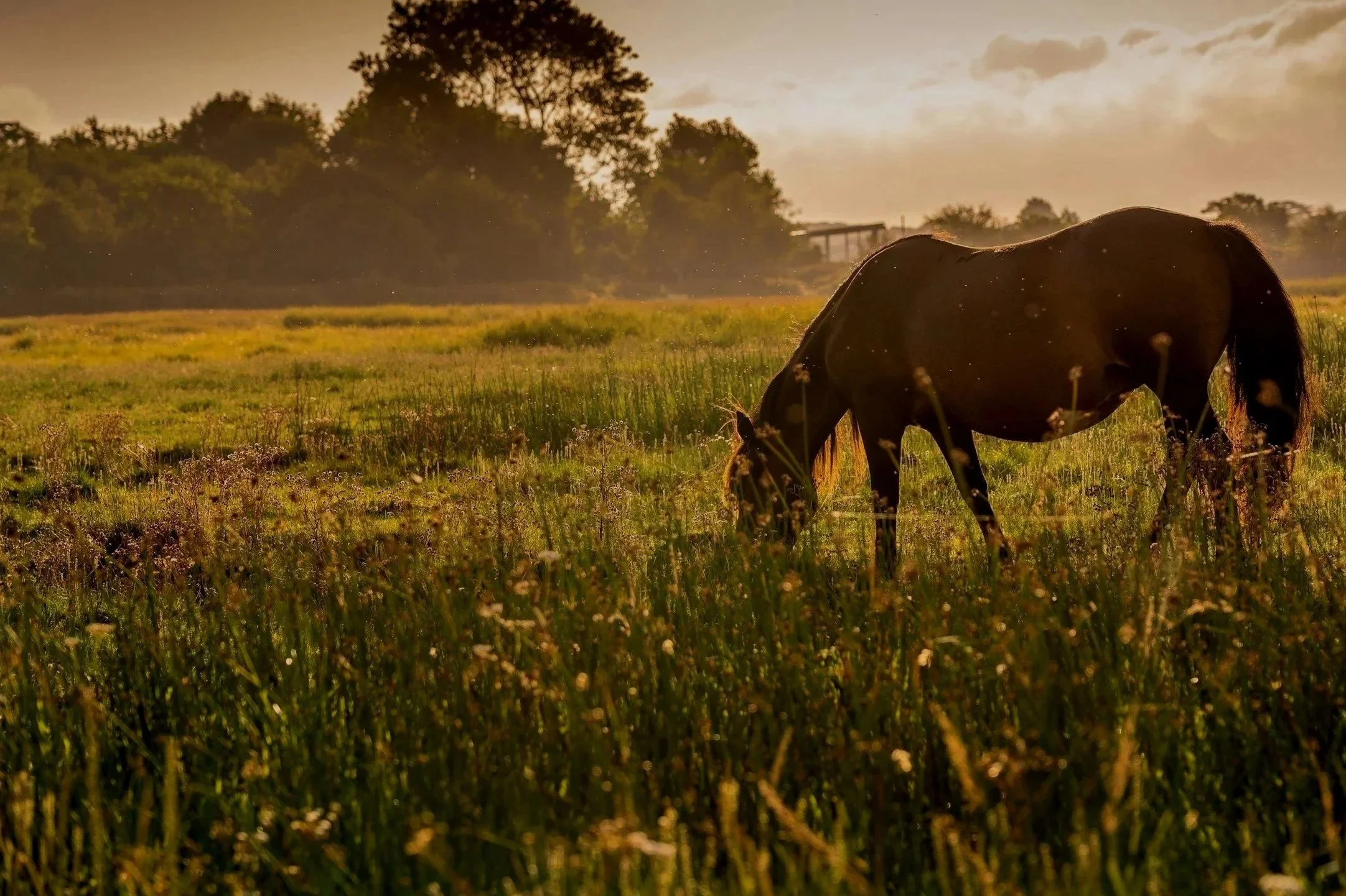 A horse grazing in a field during sunset with trees in the background.