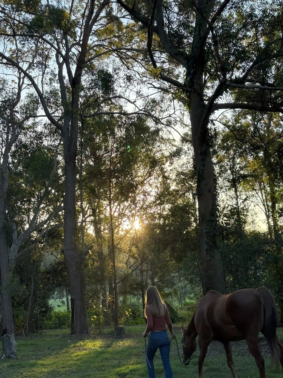 Human and horse together in a paddock at sunsest