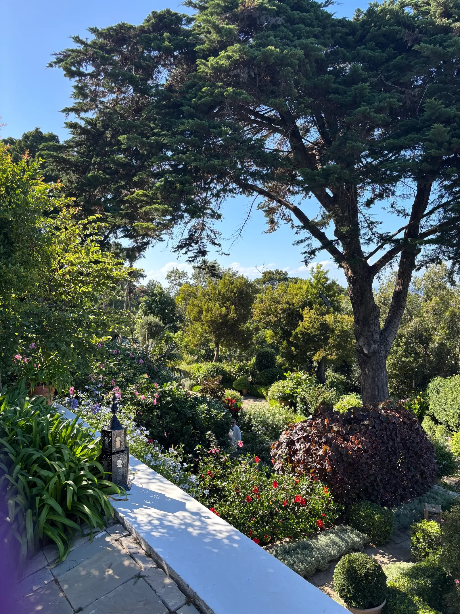 Photo found in a Vogue article about home in Tangier. A lush garden scene with a large pine tree and various flowering and green shrubs. A white stone pathway runs through the garden, with decorative lanterns along the edge.
