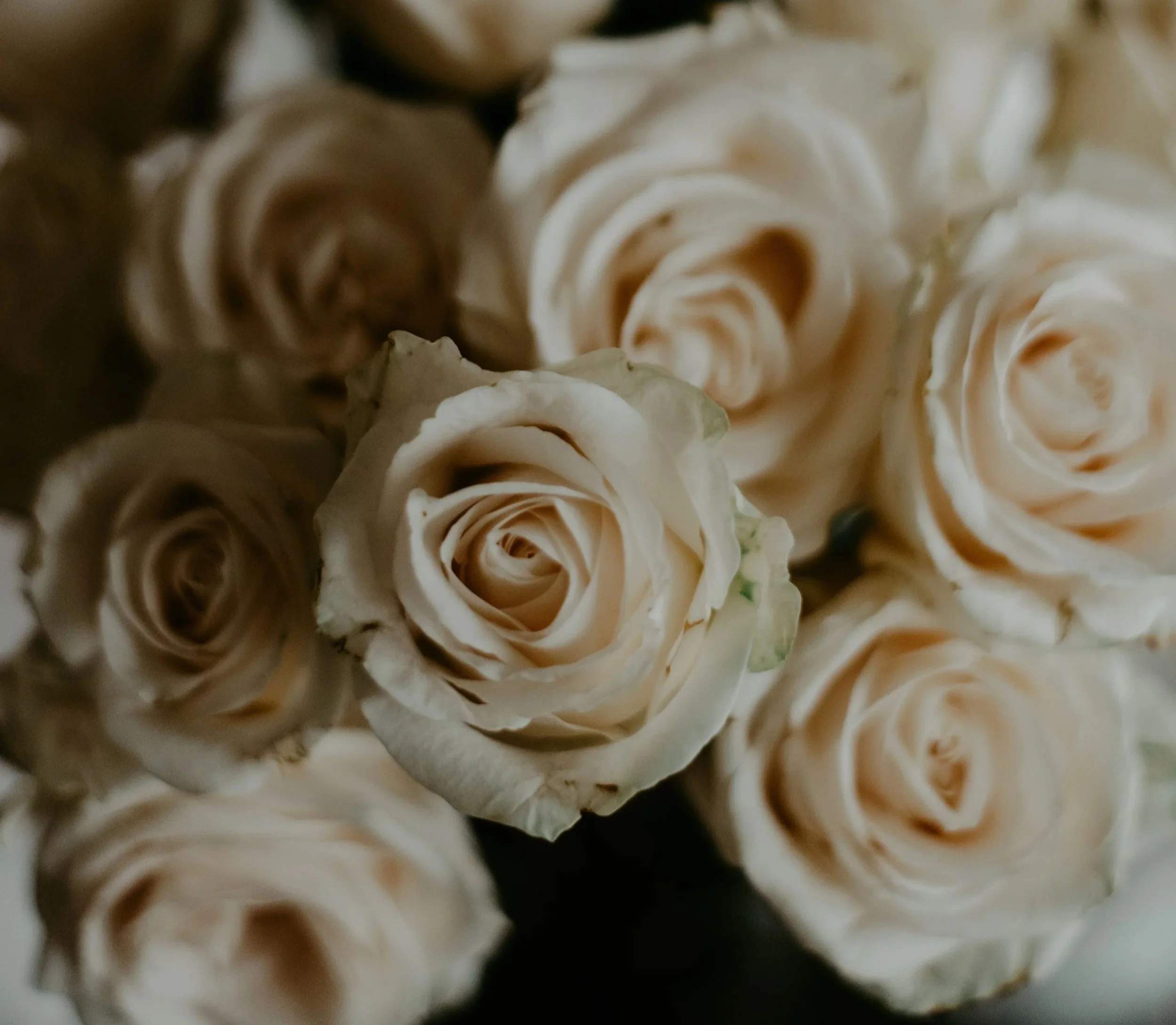Close-up of white and beige roses with green leaves.