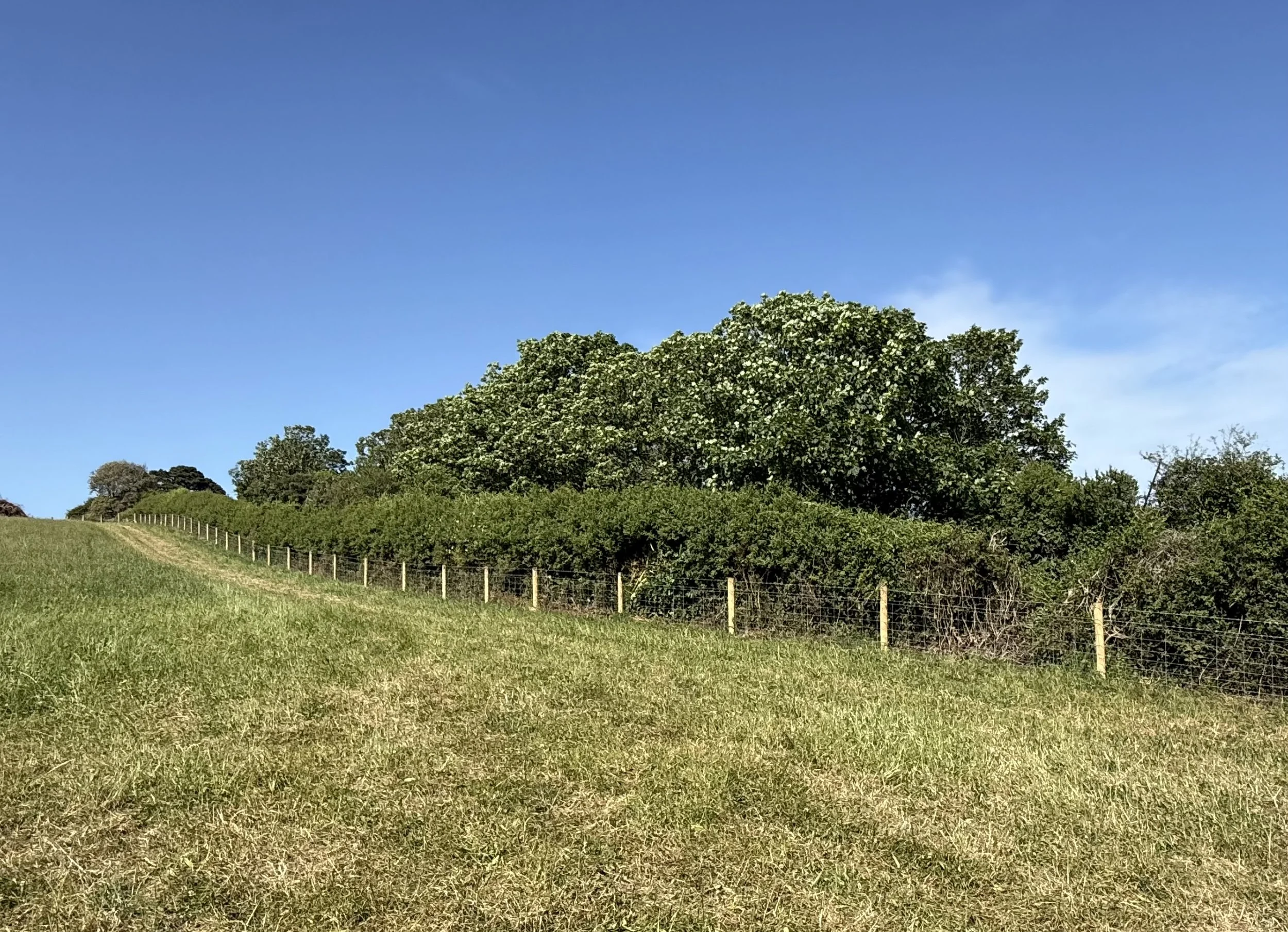 View of a green grassy field with a fence, and trees in the distance under a clear blue sky.