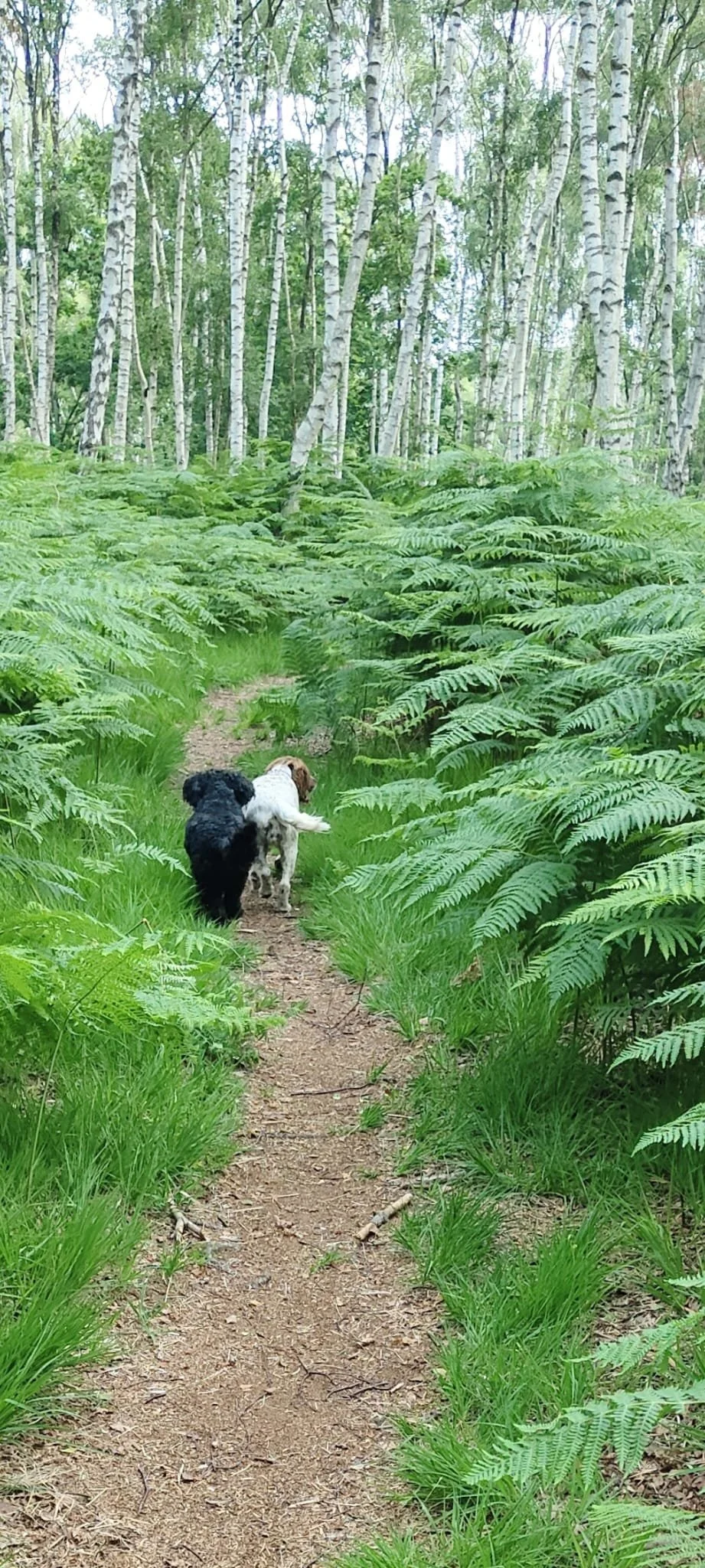 Two dogs walking on a dirt trail through a lush green forest with tall white-barked birch trees and ferns.