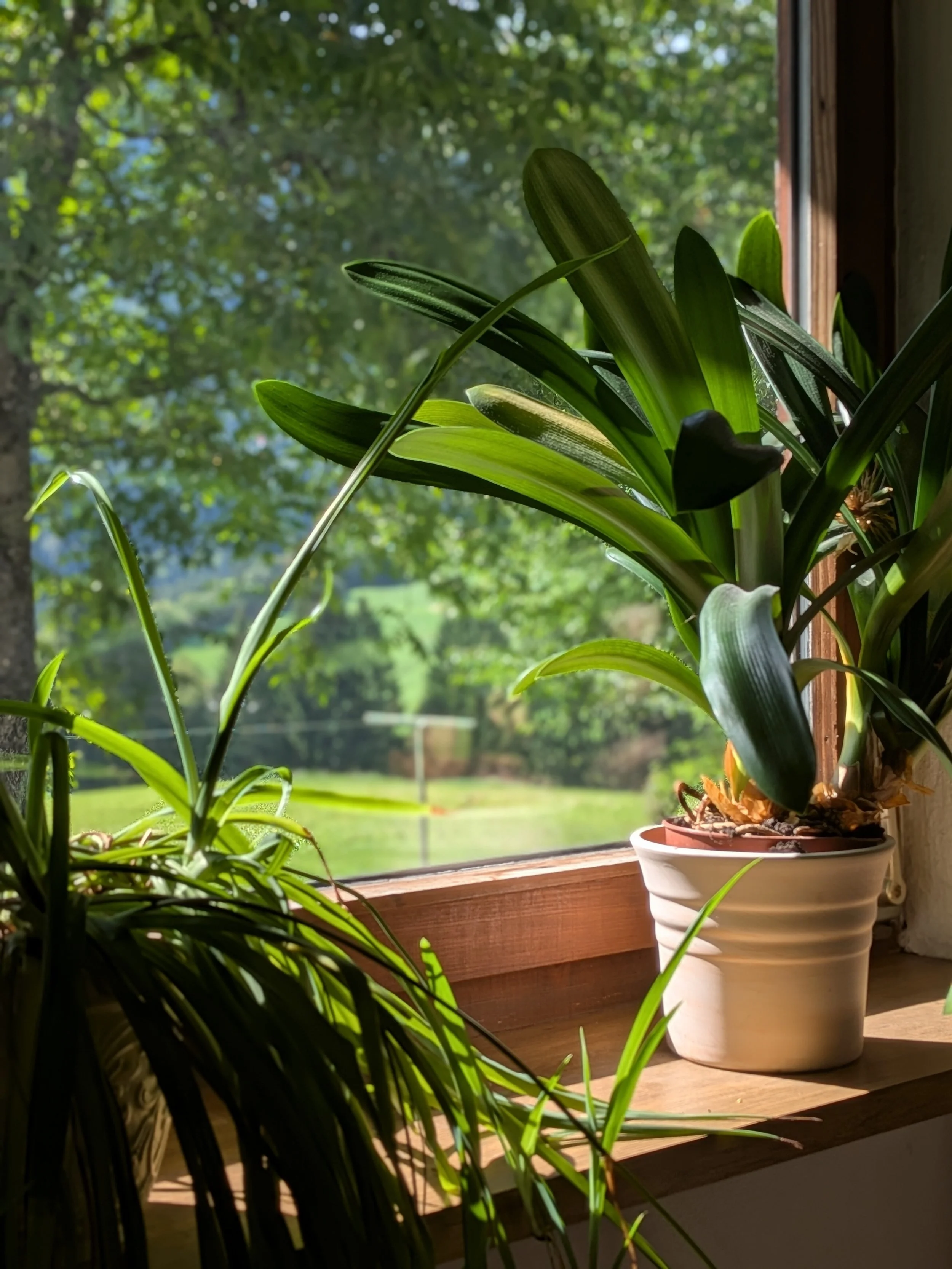PlantsonWindow (2).jpg