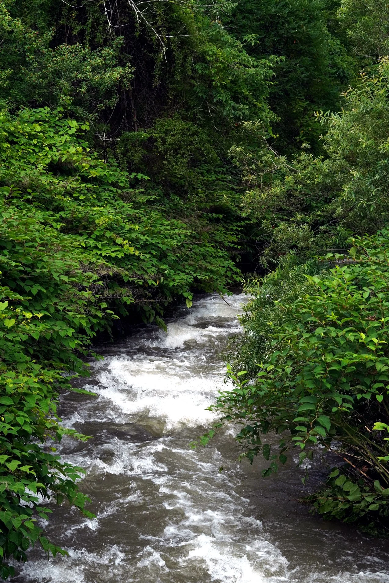 CSI-Creek.jpg