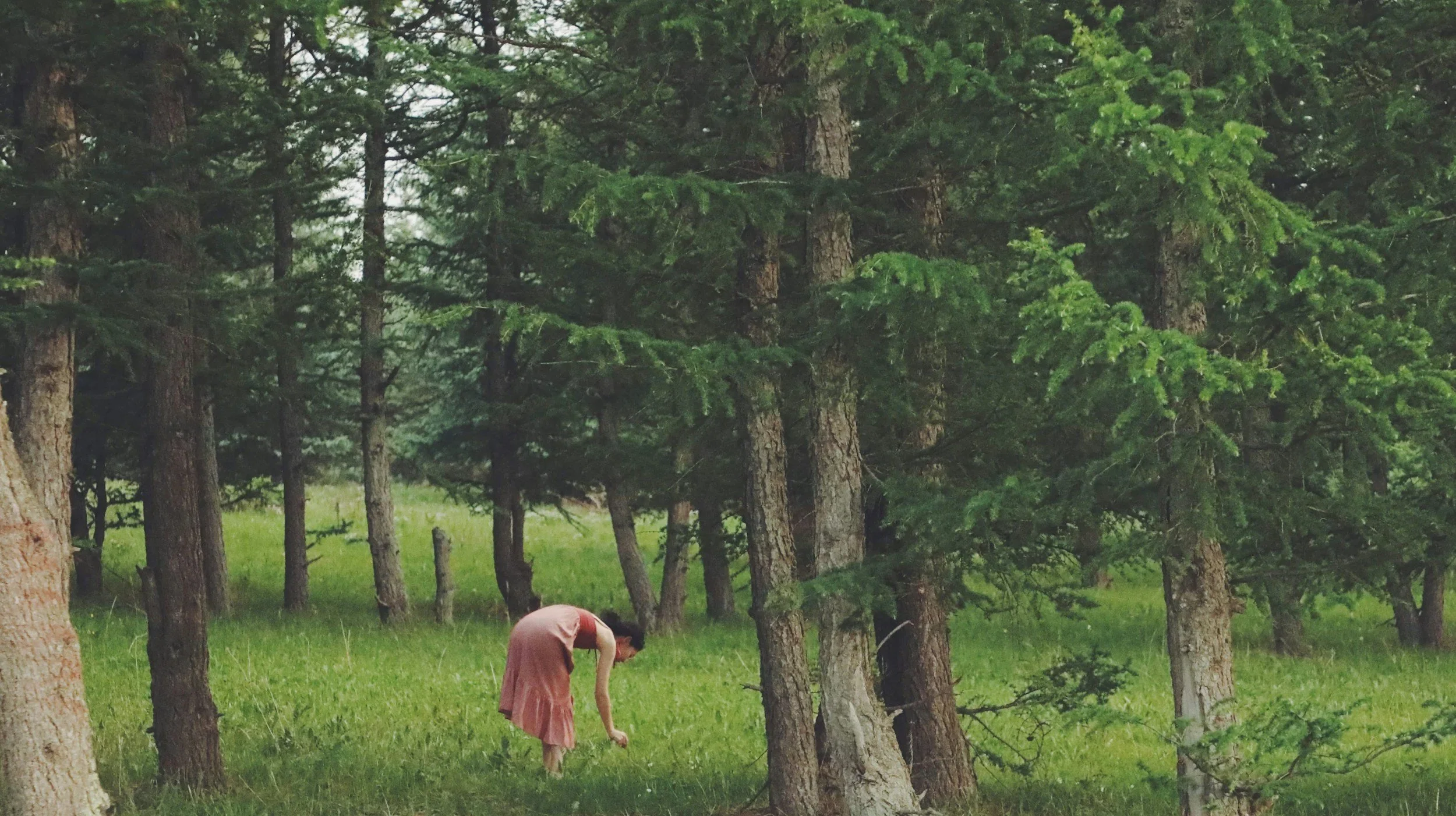 What is forest bathing