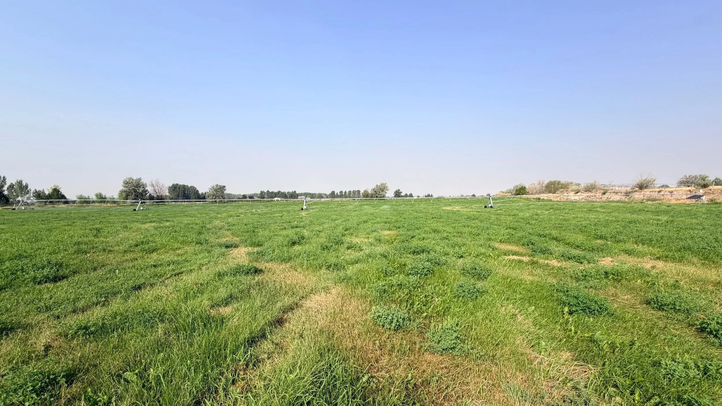 A vast green field with intermittent patches of green grass and sprinkler irrigation system under a clear blue sky.