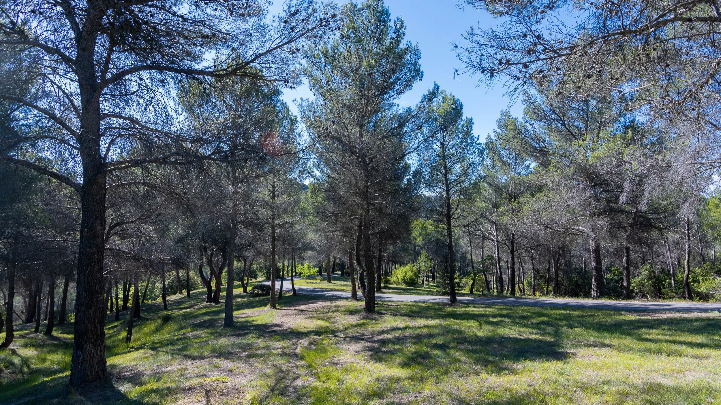Pinède et sentier ensoleillé sous un ciel bleu clair.