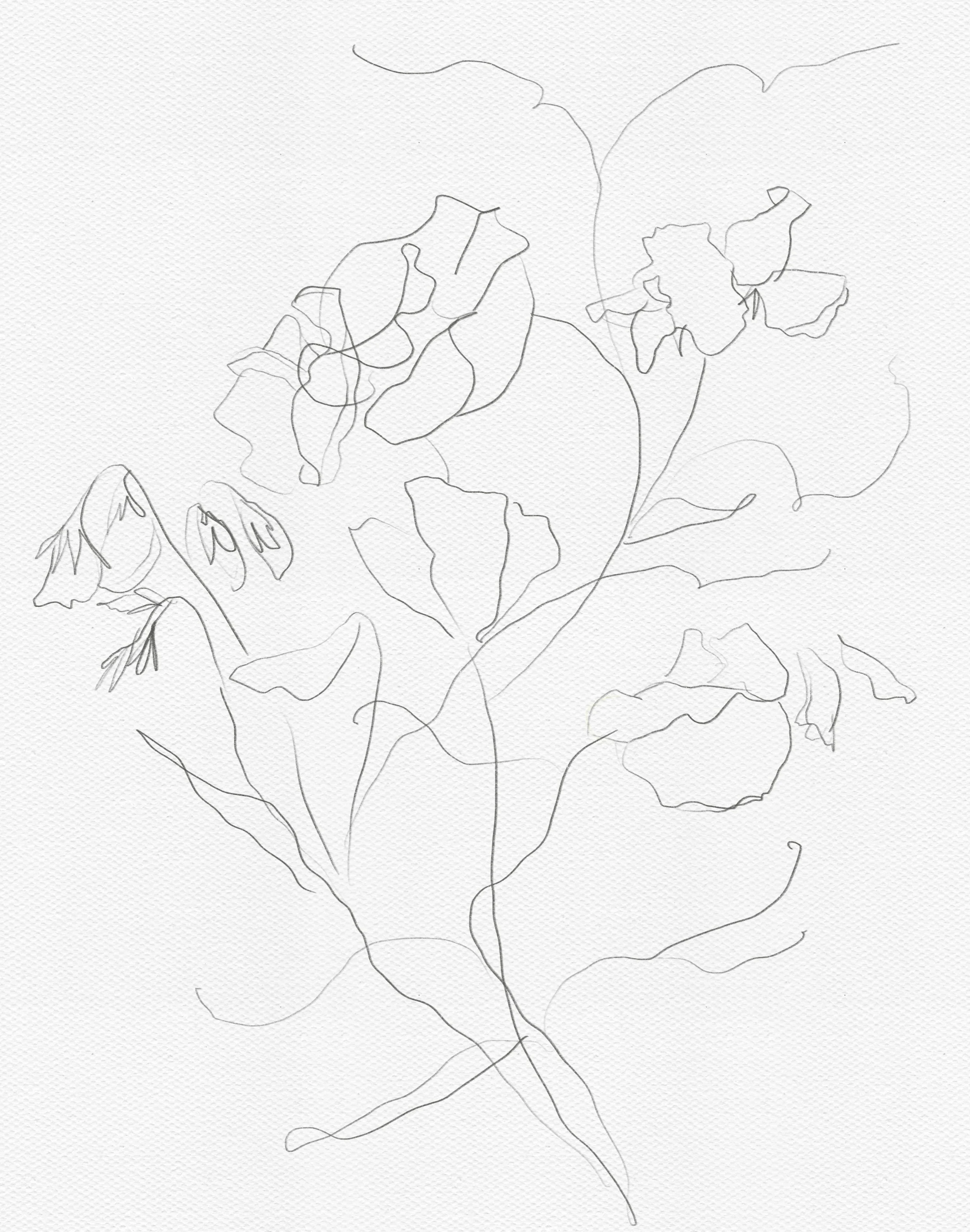 Draft sketch composition from a floral illustration of some sweet peas 

#draft #frommysketchbook #gretelmarlena