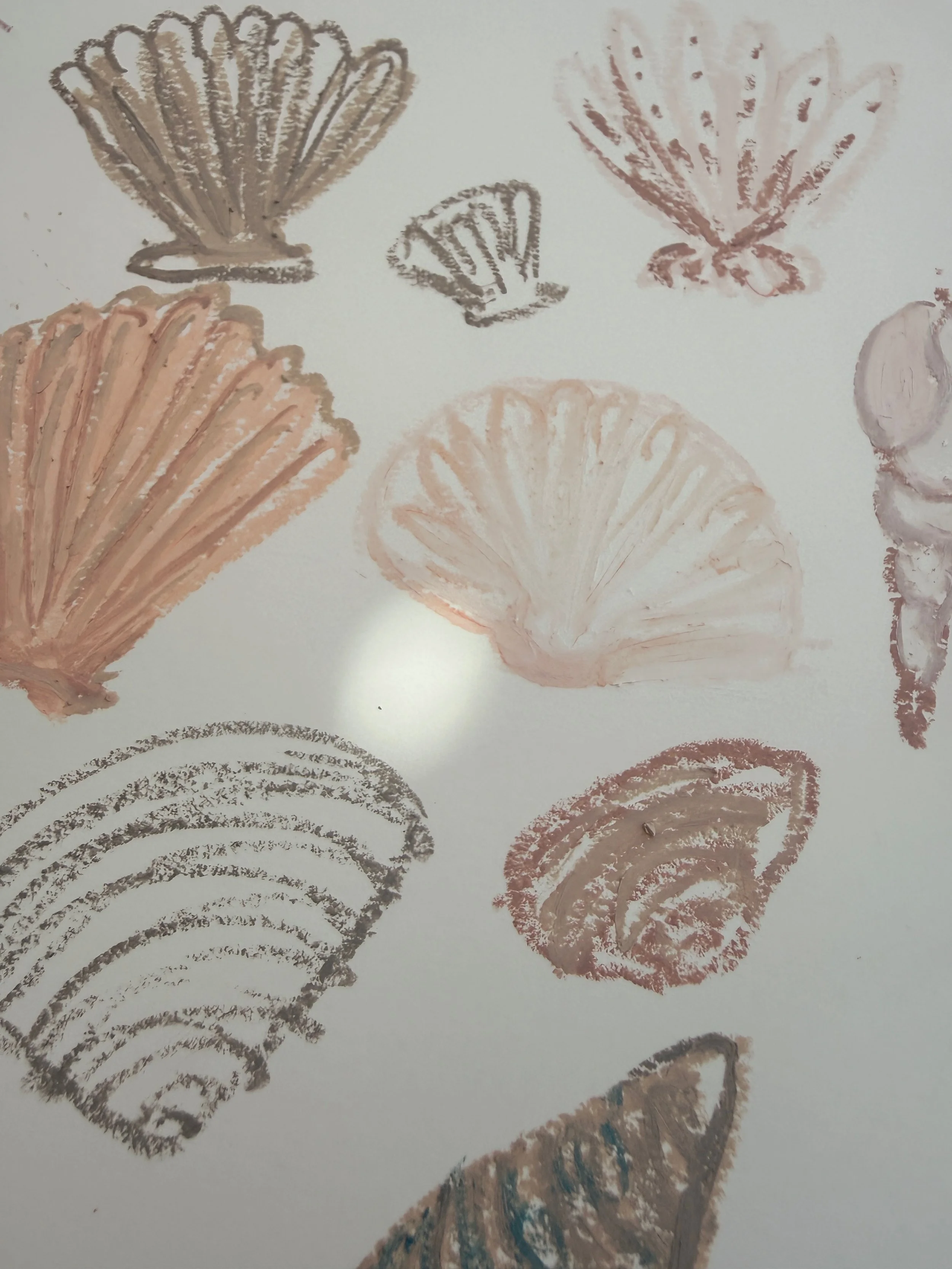 Multiple seashell sketches drawn on white paper in shades of brown, gray, and blue.