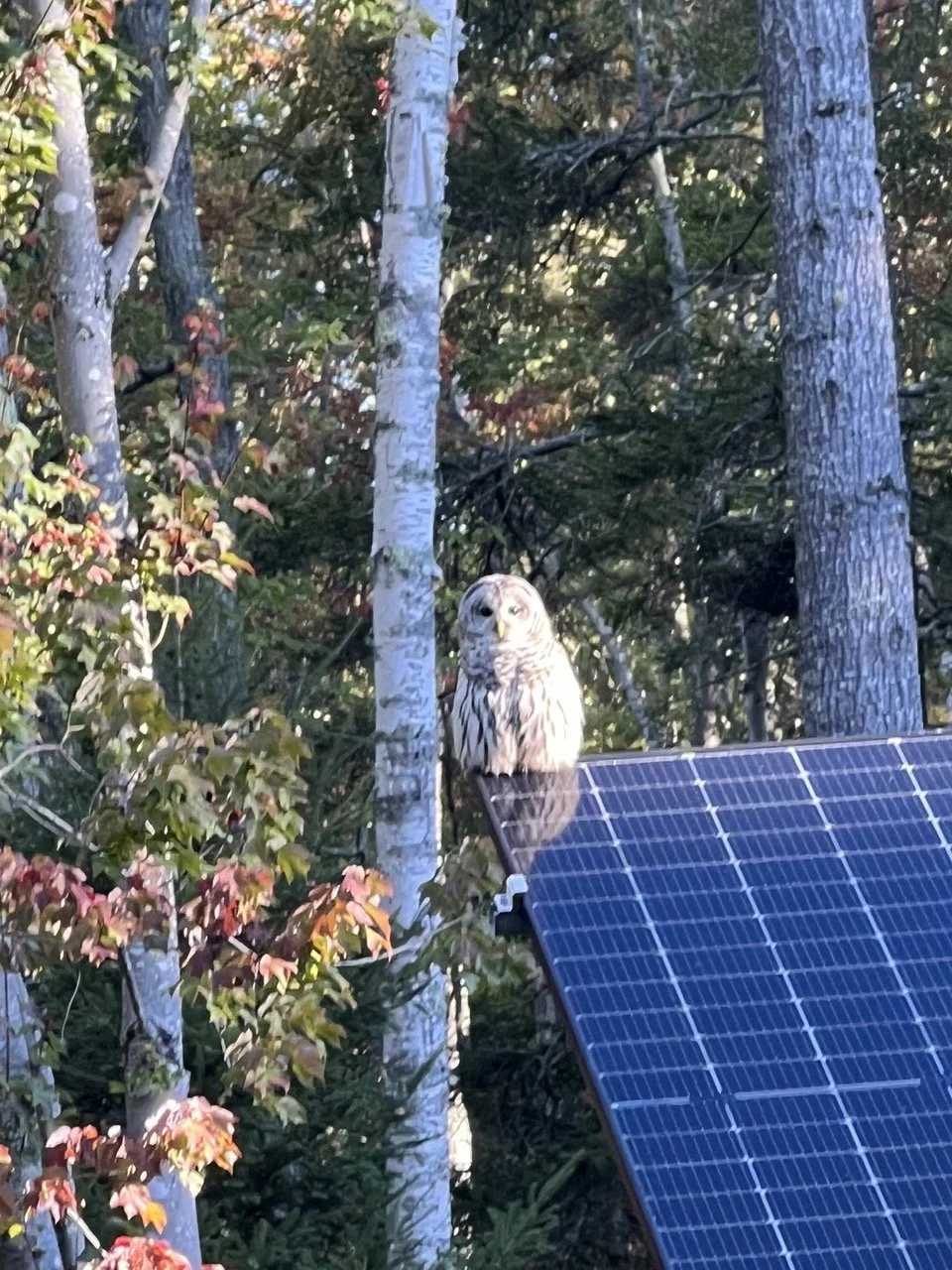 Owl+on+solar+panel Large.jpeg
