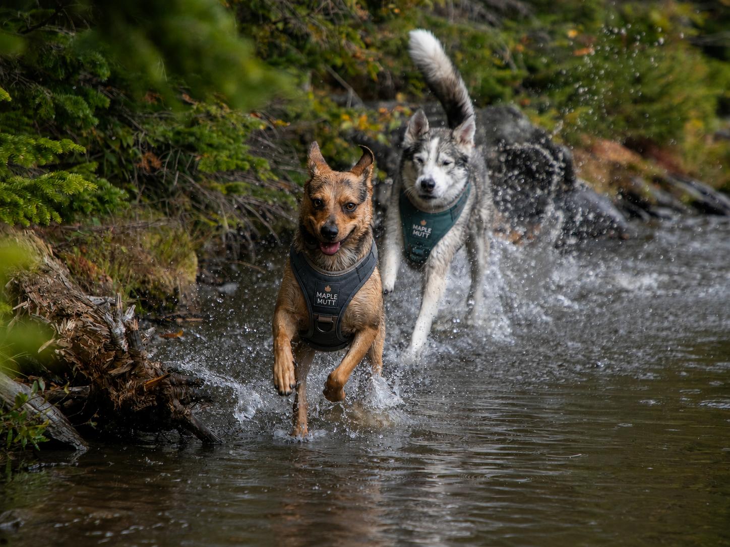 Two dogs playing in a creek, wearing harnesses marked 'Maple Mutt', surrounded by green foliage.