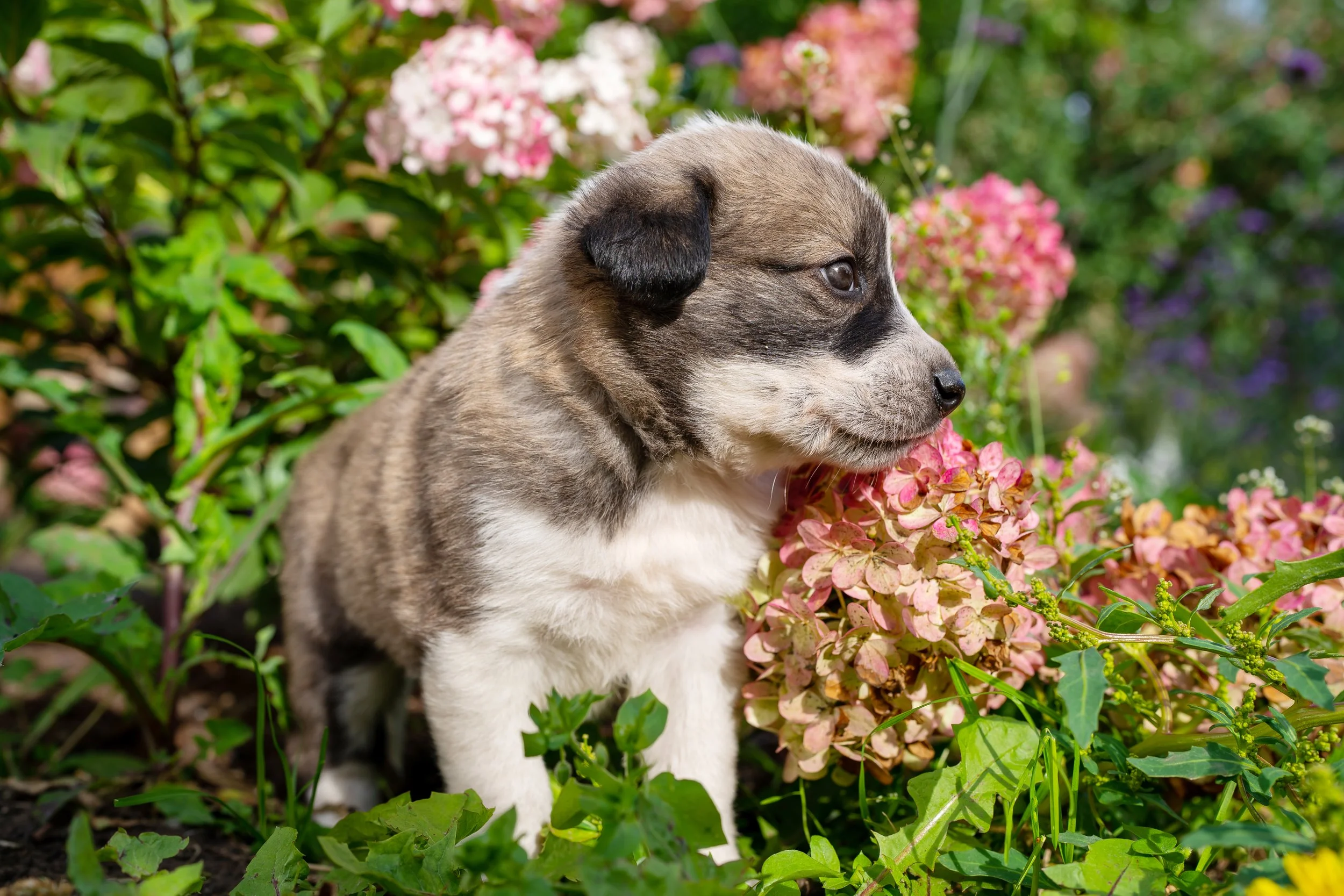 portrait-of-little-dog-in-flowers-cute-little-ger-2026-01-06-10-00-19-utc.jpg