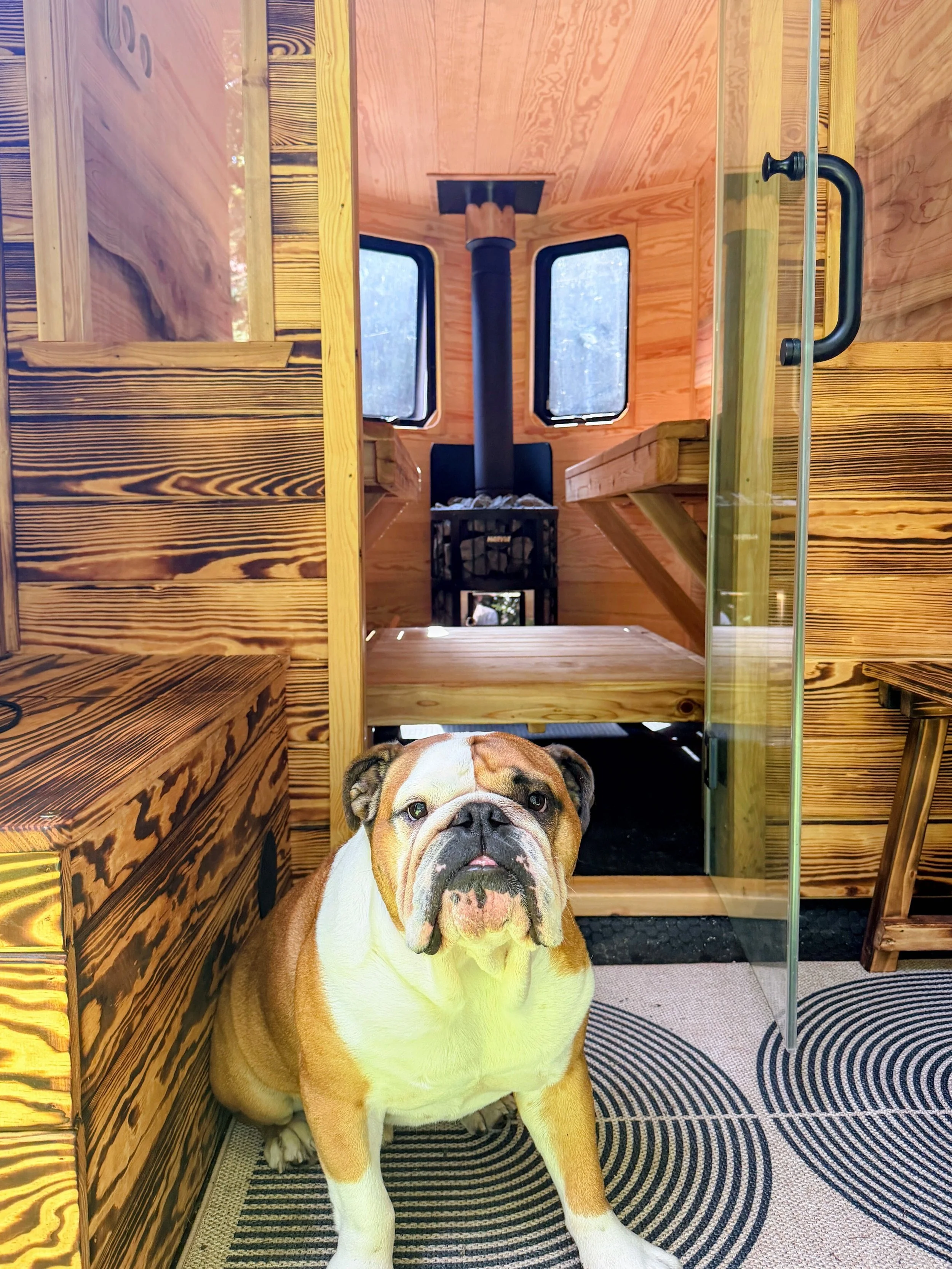A bulldog sitting inside a wooden structure with large windows and a stone fireplace visible in the background.
