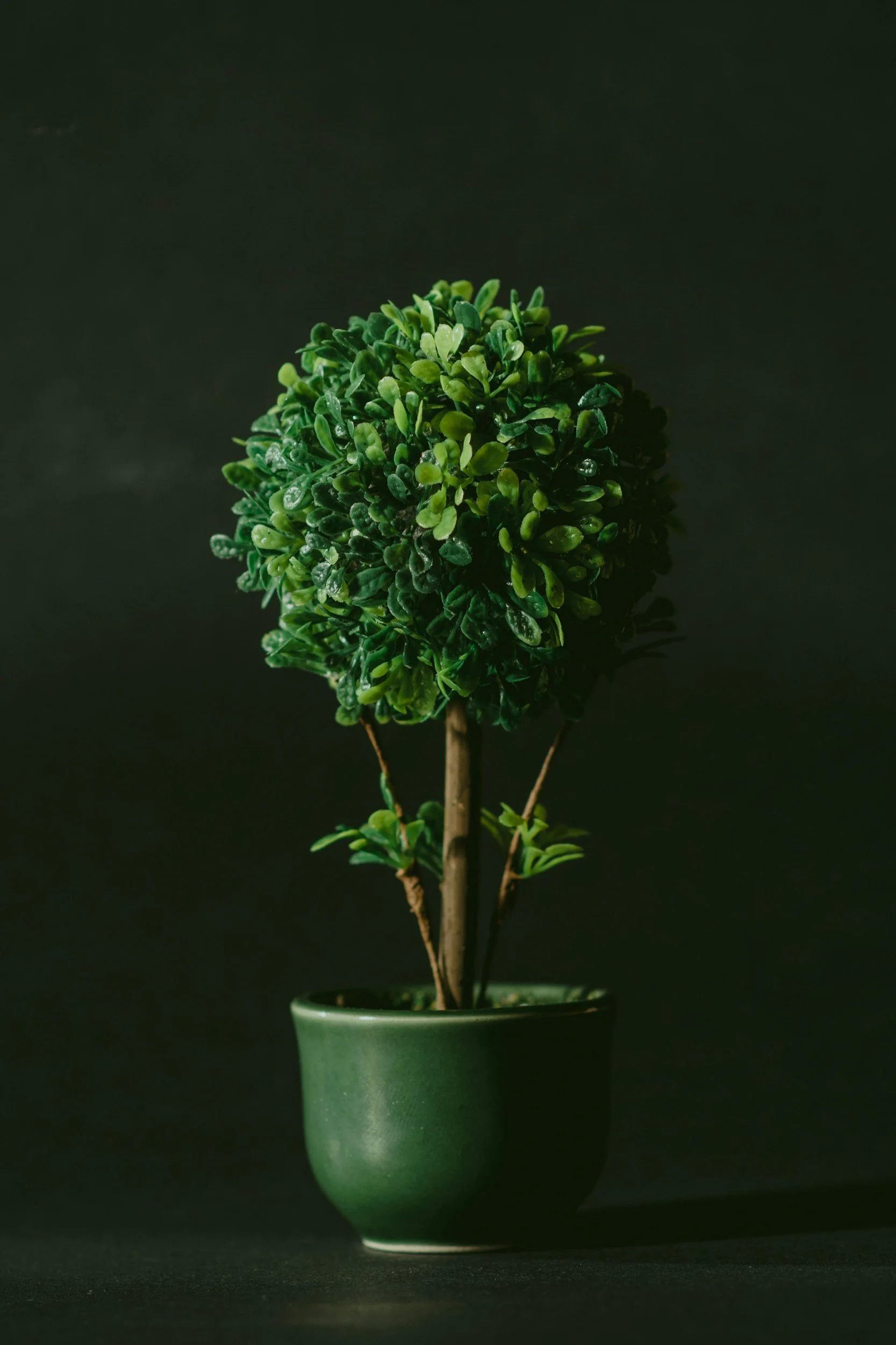 A small green topiary tree in a green ceramic pot against a dark background.