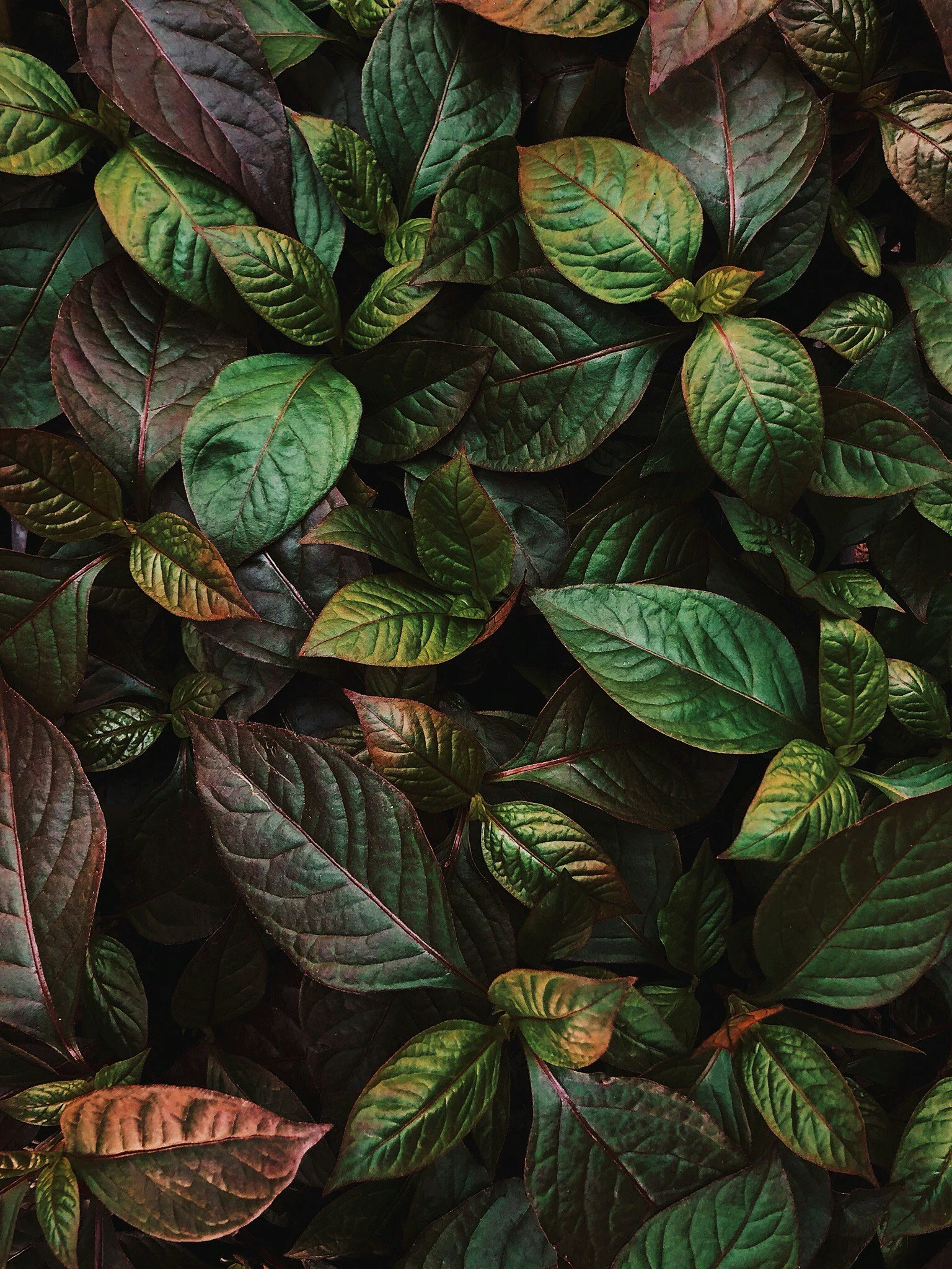 Cluster of overlapping leaves with green and reddish-brown colors, prominent veining, and textured surface.