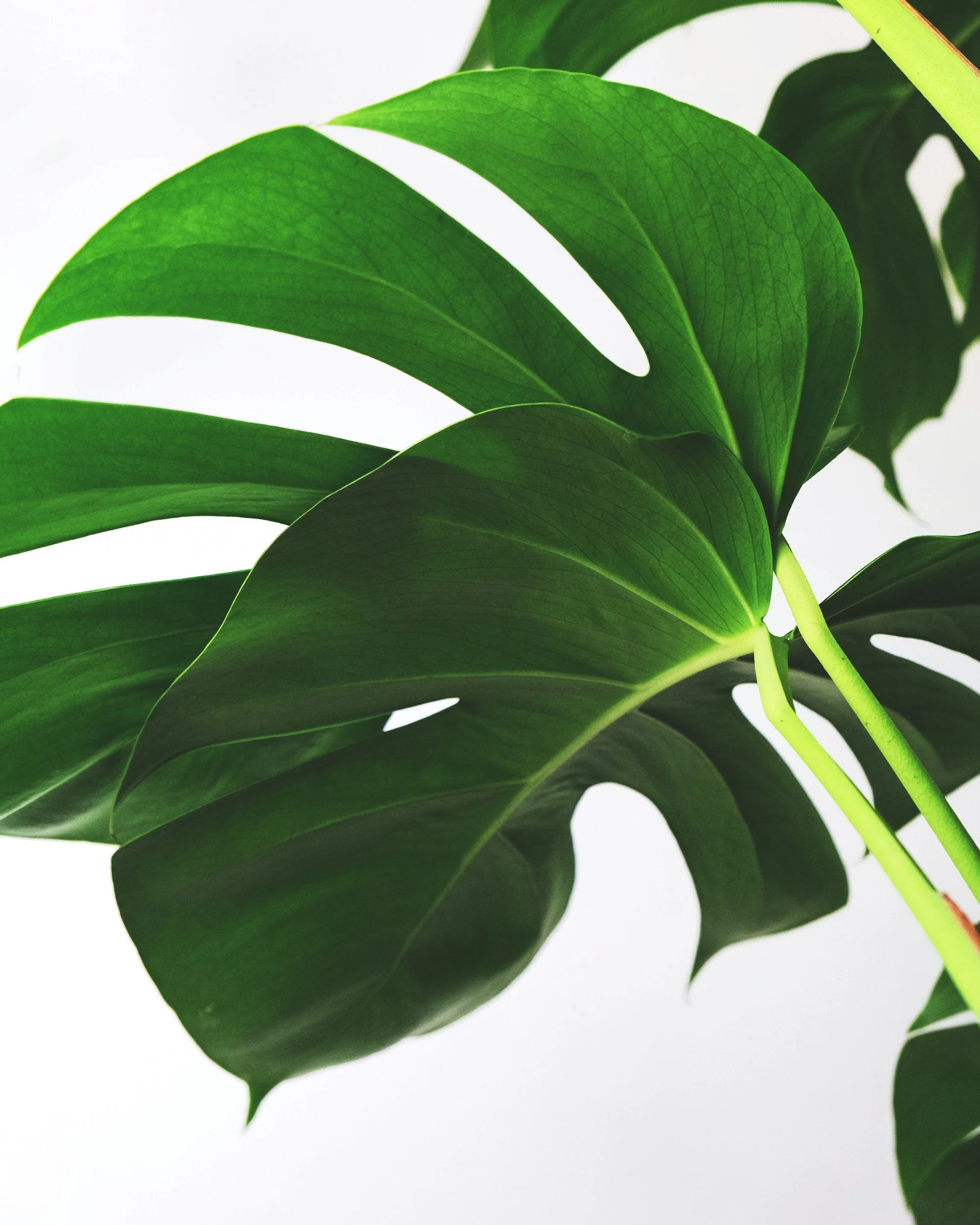 Close-up of vibrant green leaves with a smooth texture and visible veins, against a white background.
