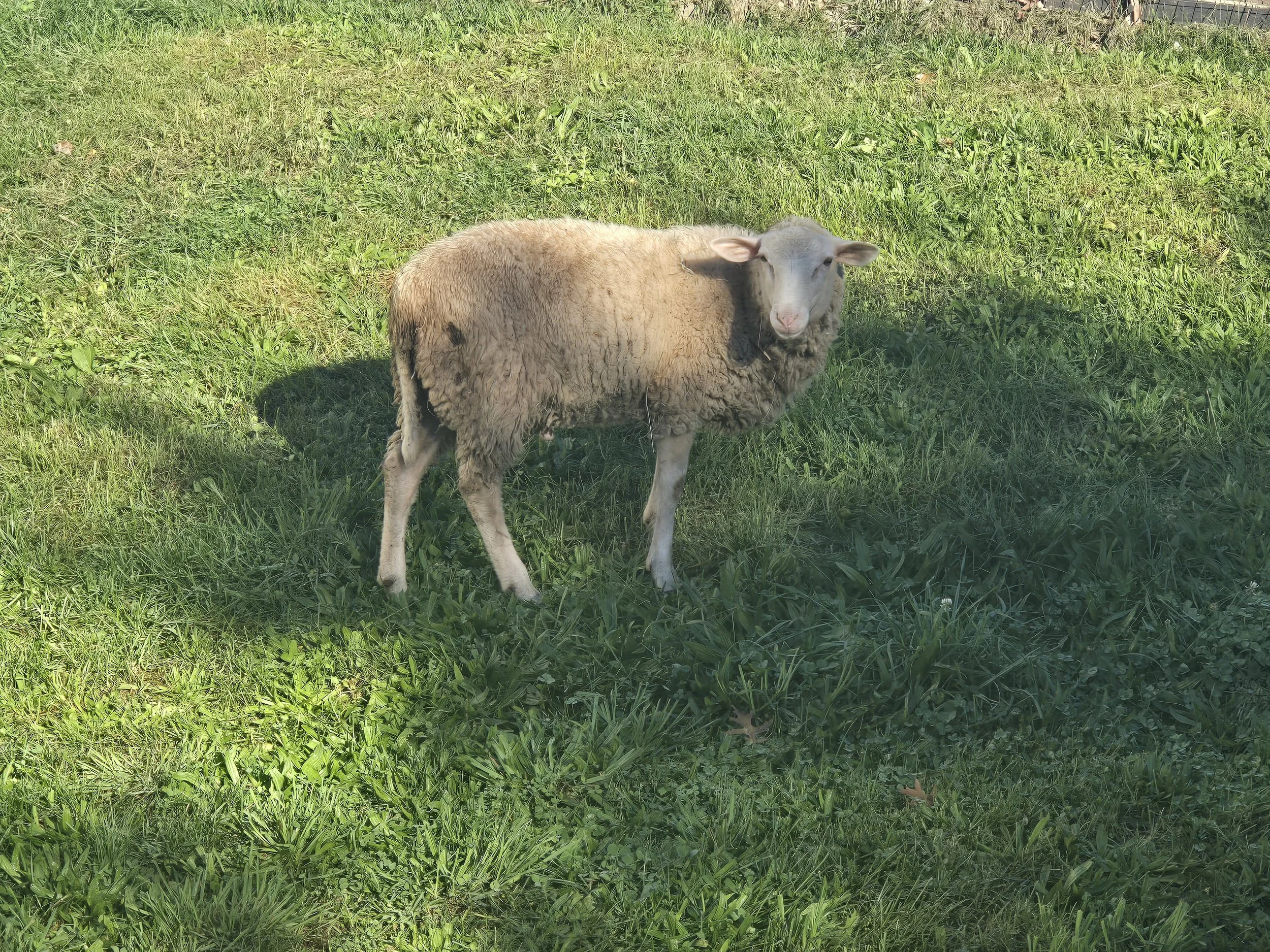 Berks gift lamb1.jpg