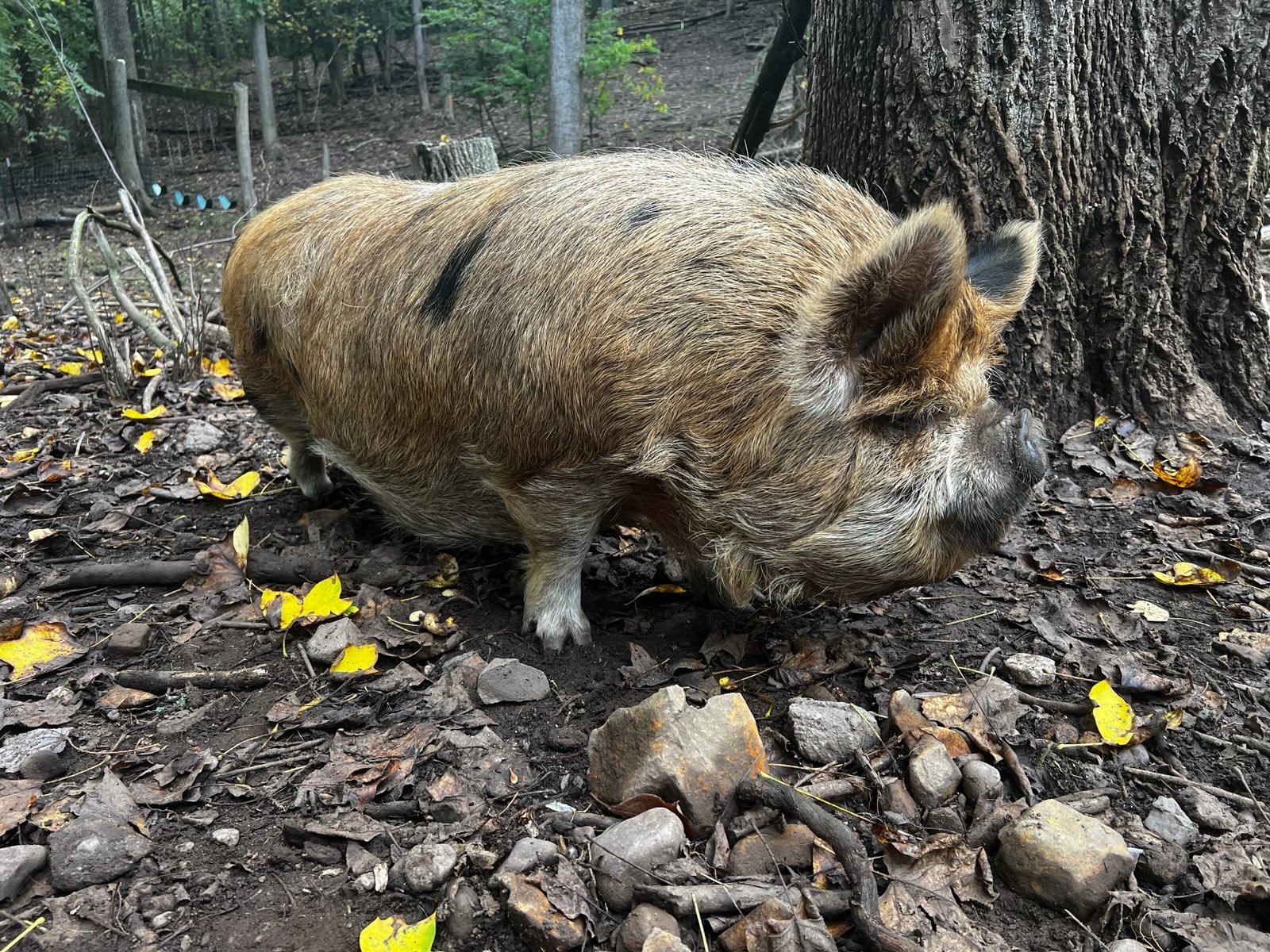Forsyth Kune.jpg