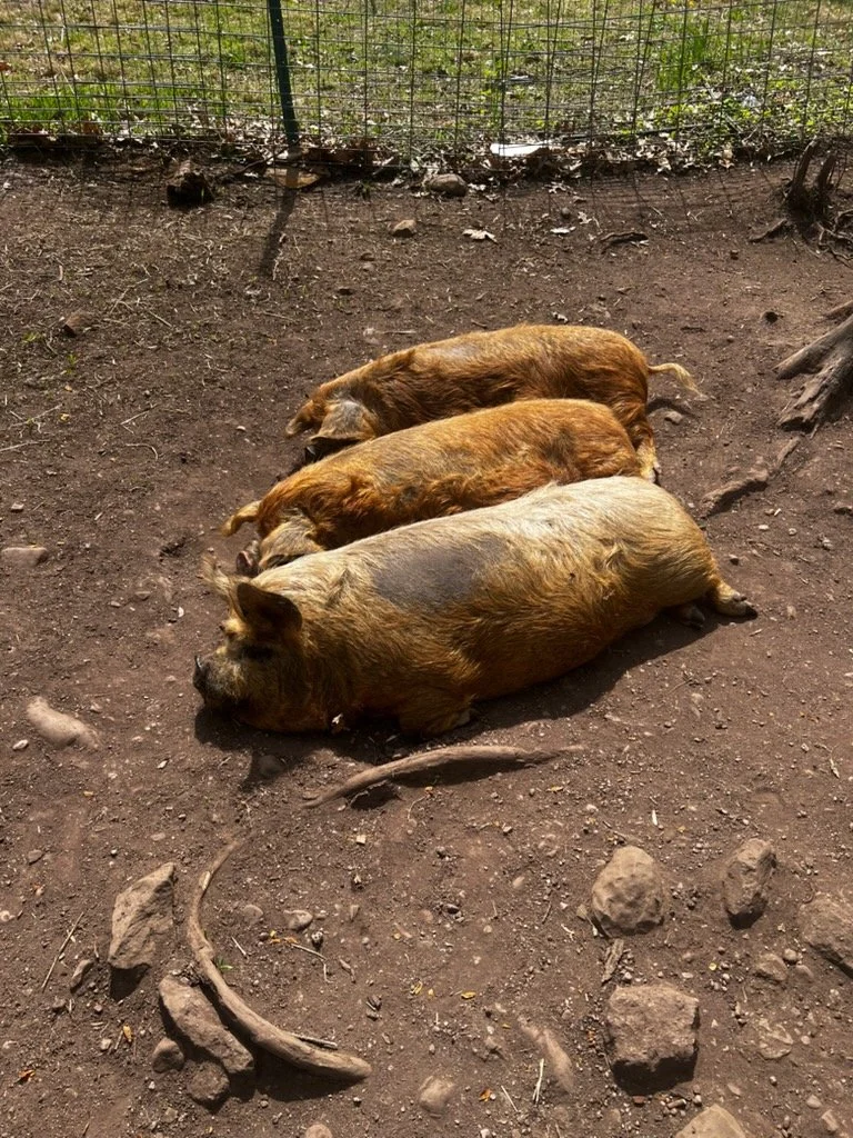 Mohnton Pork.jpg