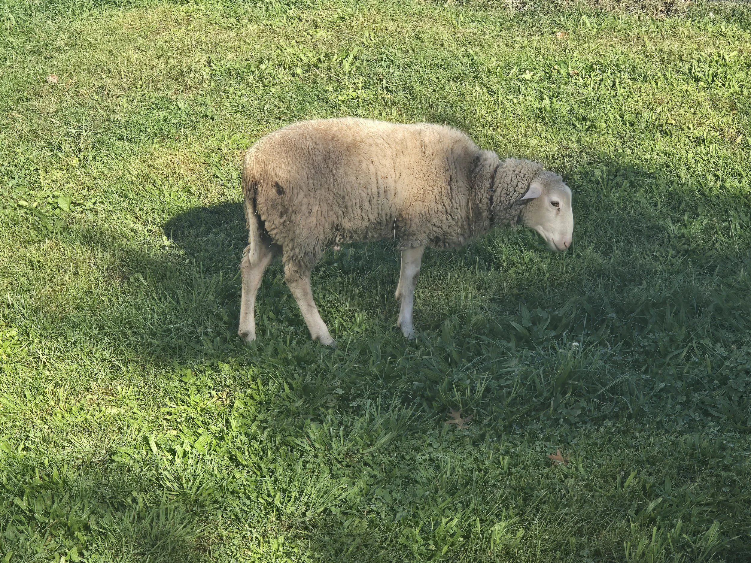 Berks gift lamb2.jpg