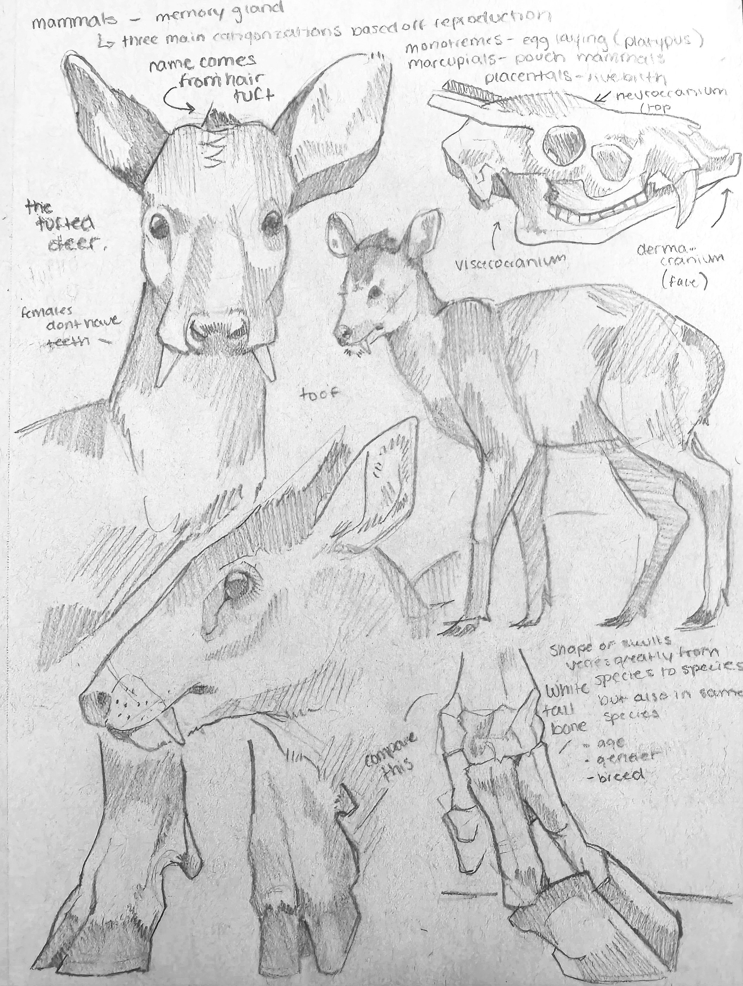 Sketchbook