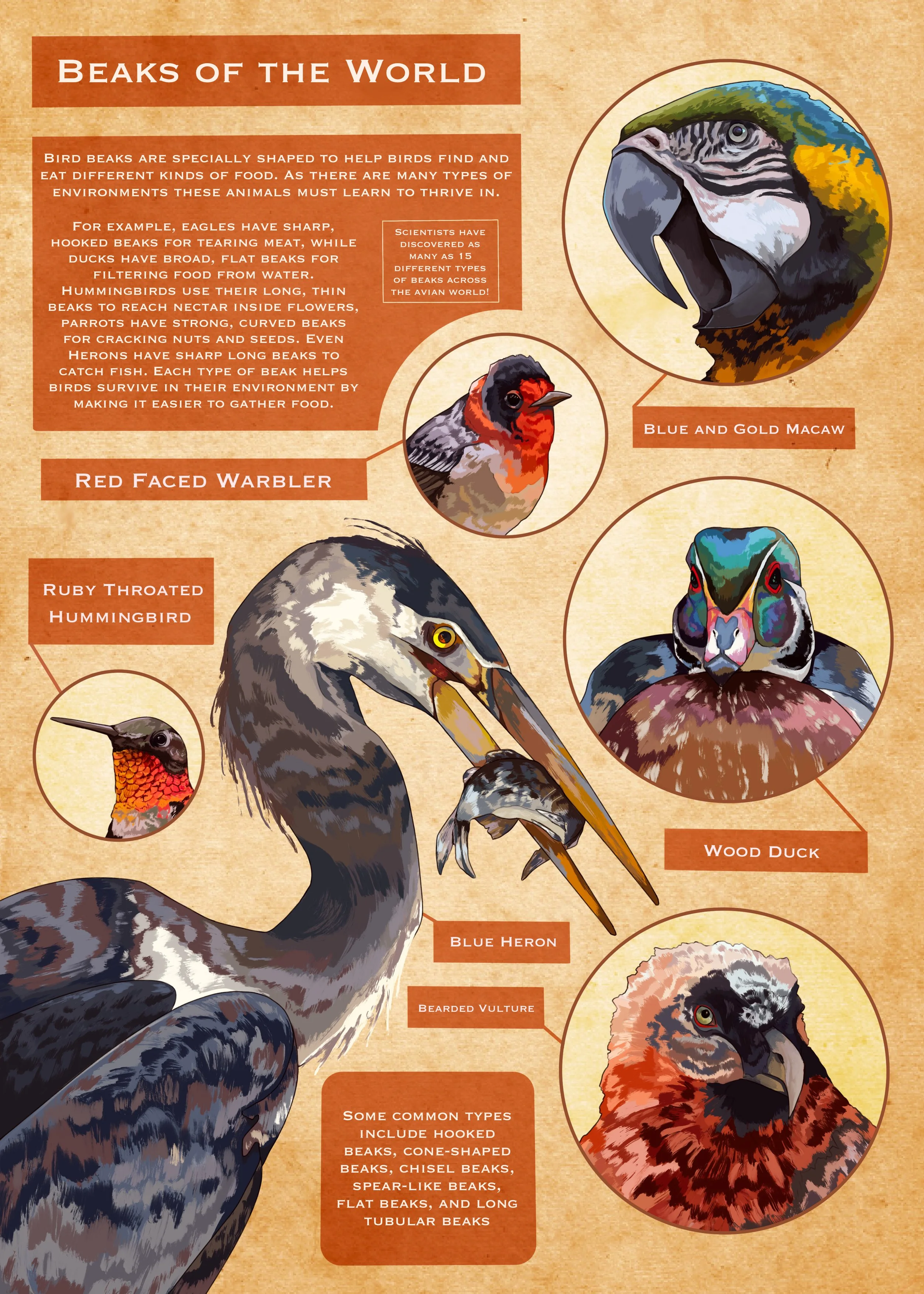 Birds.jpg