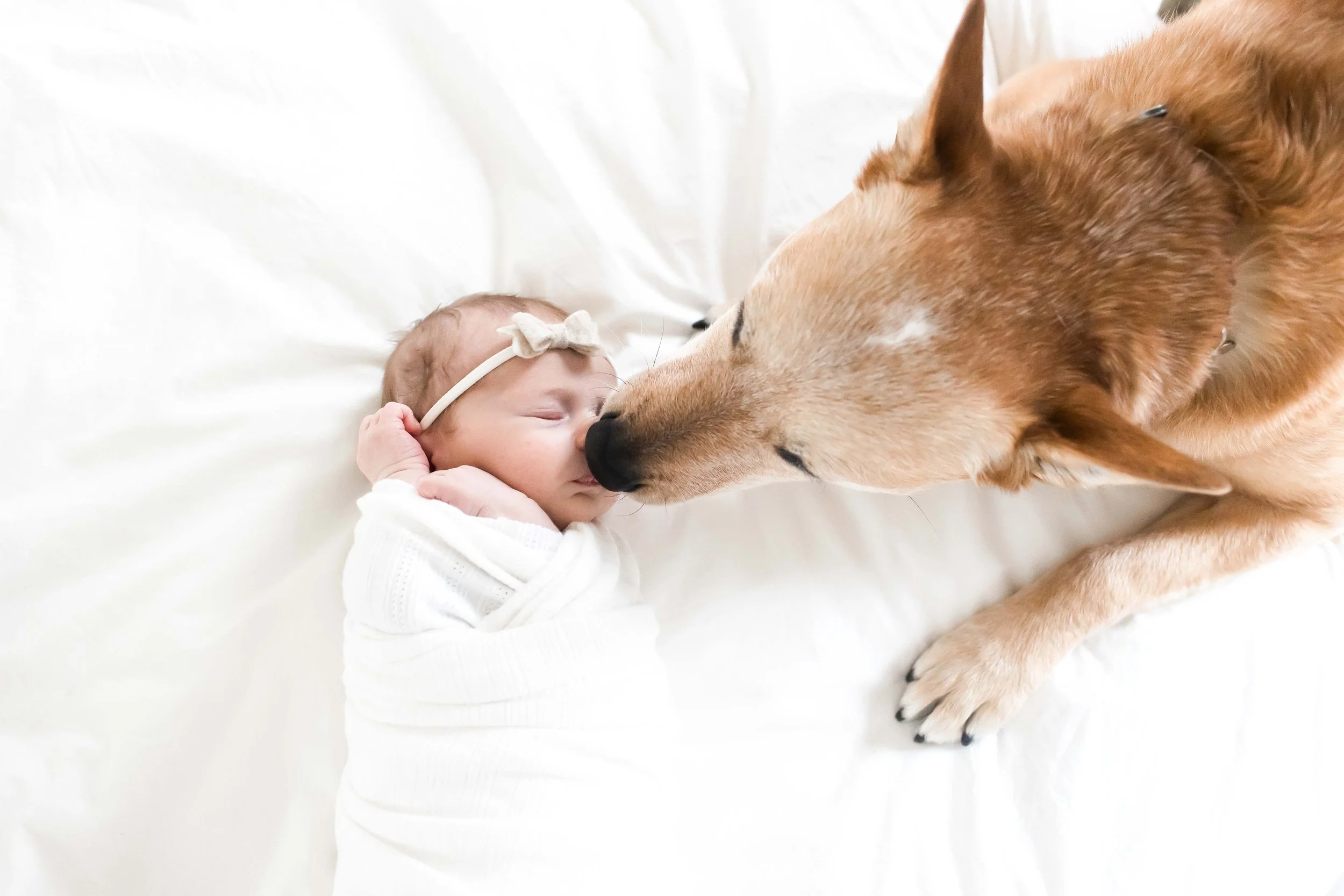 A newborn baby with a white bow headband cuddling a dog on a white bed at East and Elm Portrait Studio in Fairport, NY, during a newborn session.