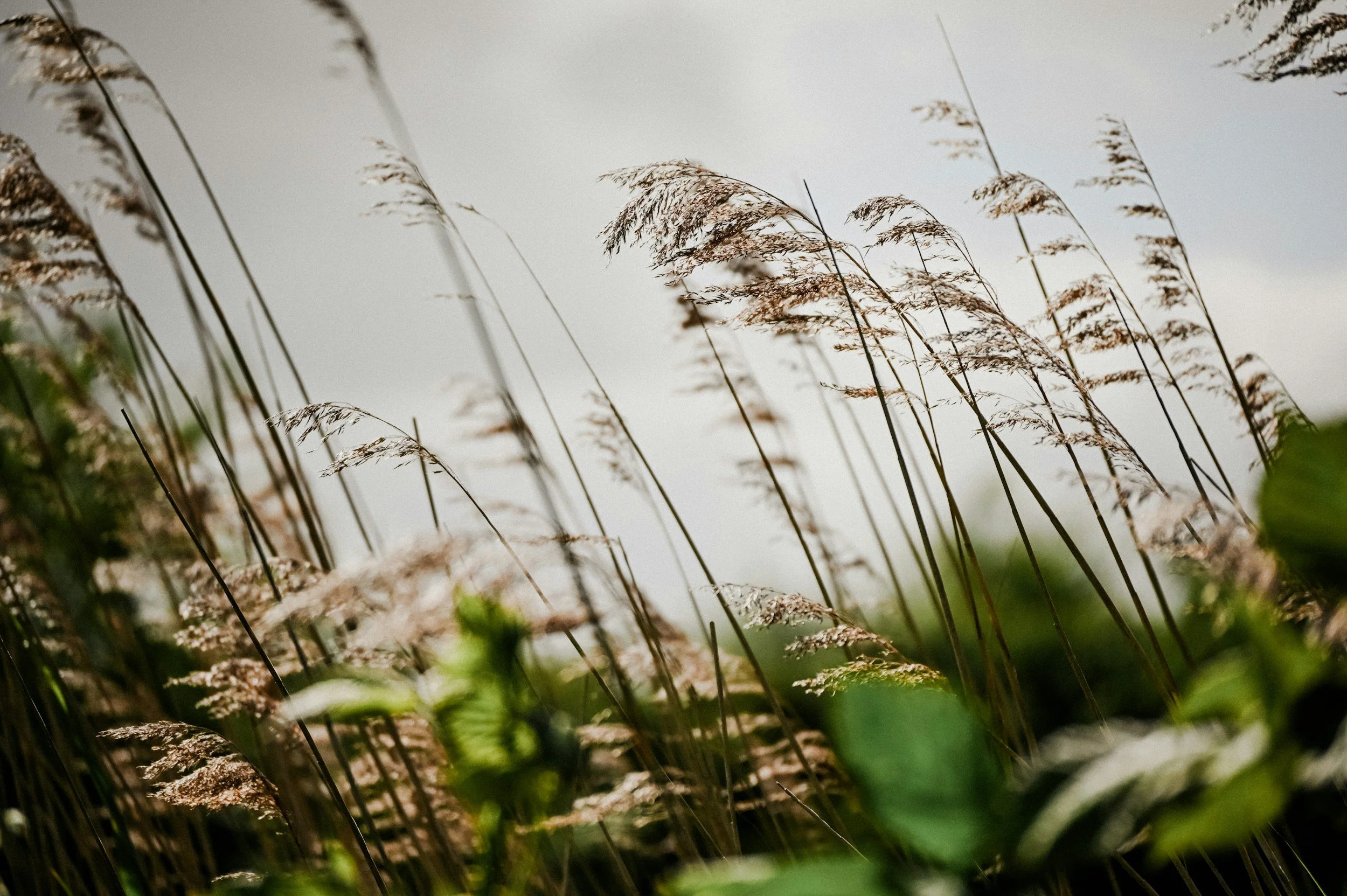 Riet dat buigt in de wind