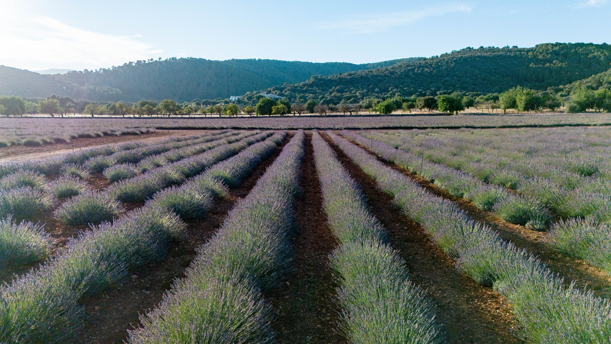 Copia de Lavanda v2-13.jpg