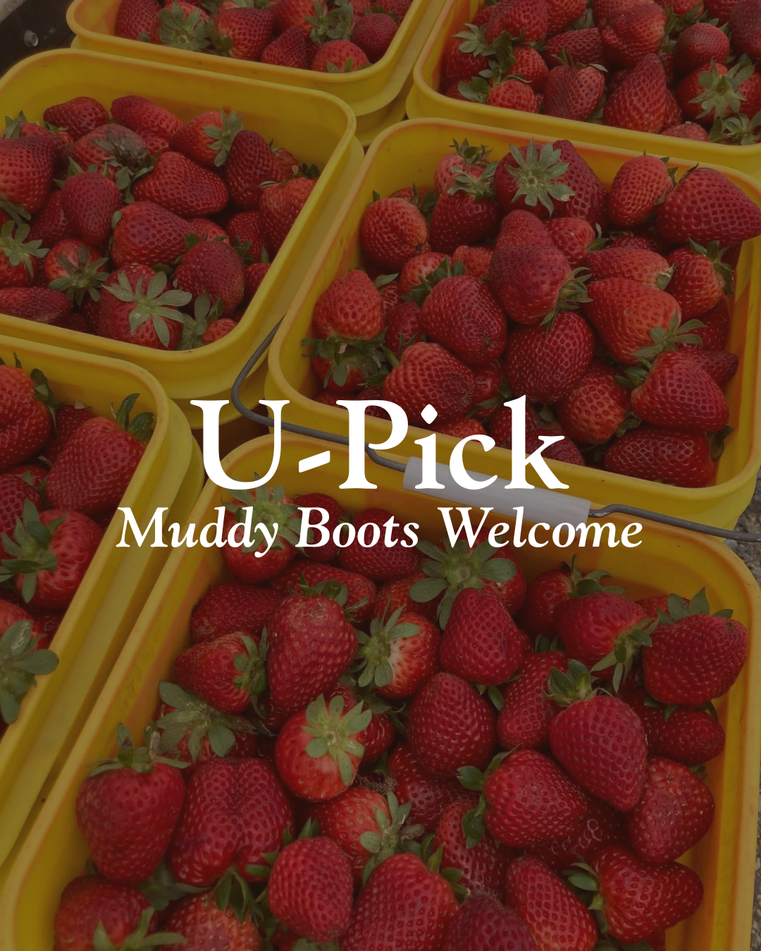 Fresh U-Pick strawberries at Mitchell’s Family Farm near Thomasville, Georgia during spring strawberry season.