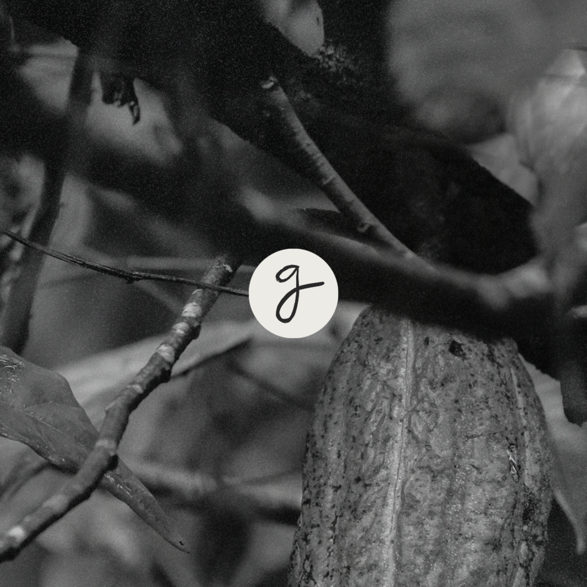Close-up of ice-covered tree branches in black and white.