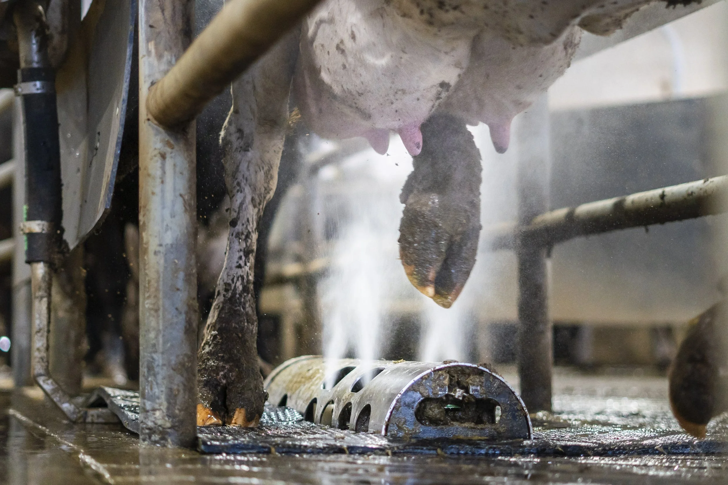 Inside a dairy farm or processing plant, cows are being milked through milking machines attached to their udders, with stainless steel equipment and water or cleaning fluids visible.