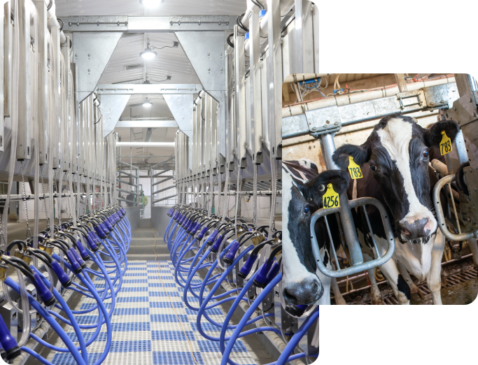 Inside a modern dairy milking parlor with cows in stalls and a separate close-up of a black and white cow with yellow ear tags.