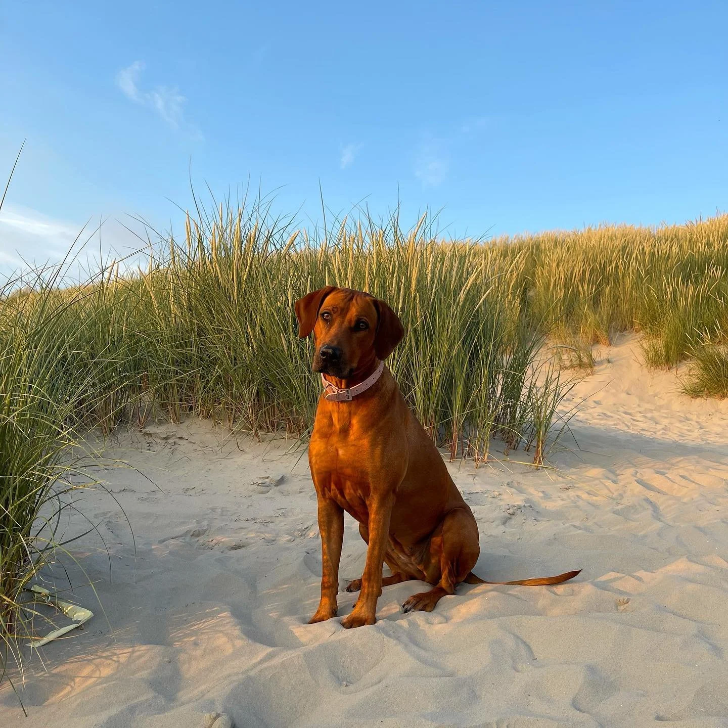 Holiday portret  #ameland #vakantiebungalow #amelexbungalowverhuur #wadden #waddeneiland #waddenzee #vakantieineigenland #vakantiehuis #familievakantie  #ridgeback  #ridgebacksofinstagram #ridgebacklove #ridgebacklovers  #rodesianridgeback #ridgeback