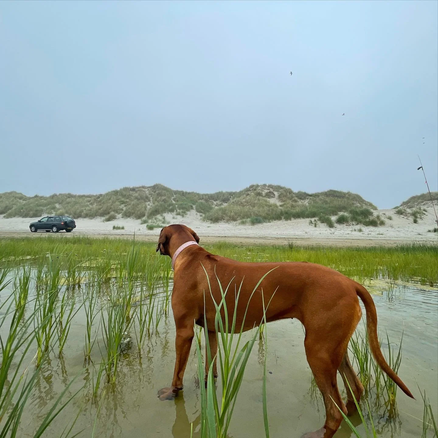 Just another day to the office. i! #ameland #vakantiebungalow #amelexbungalowverhuur #wadden #waddeneiland #waddenzee #vakantieineigenland #vakantiehuis #familievakantie  #ridgeback  #ridgebacksofinstagram #ridgebacklove #ridgebacklovers  #rodesianri