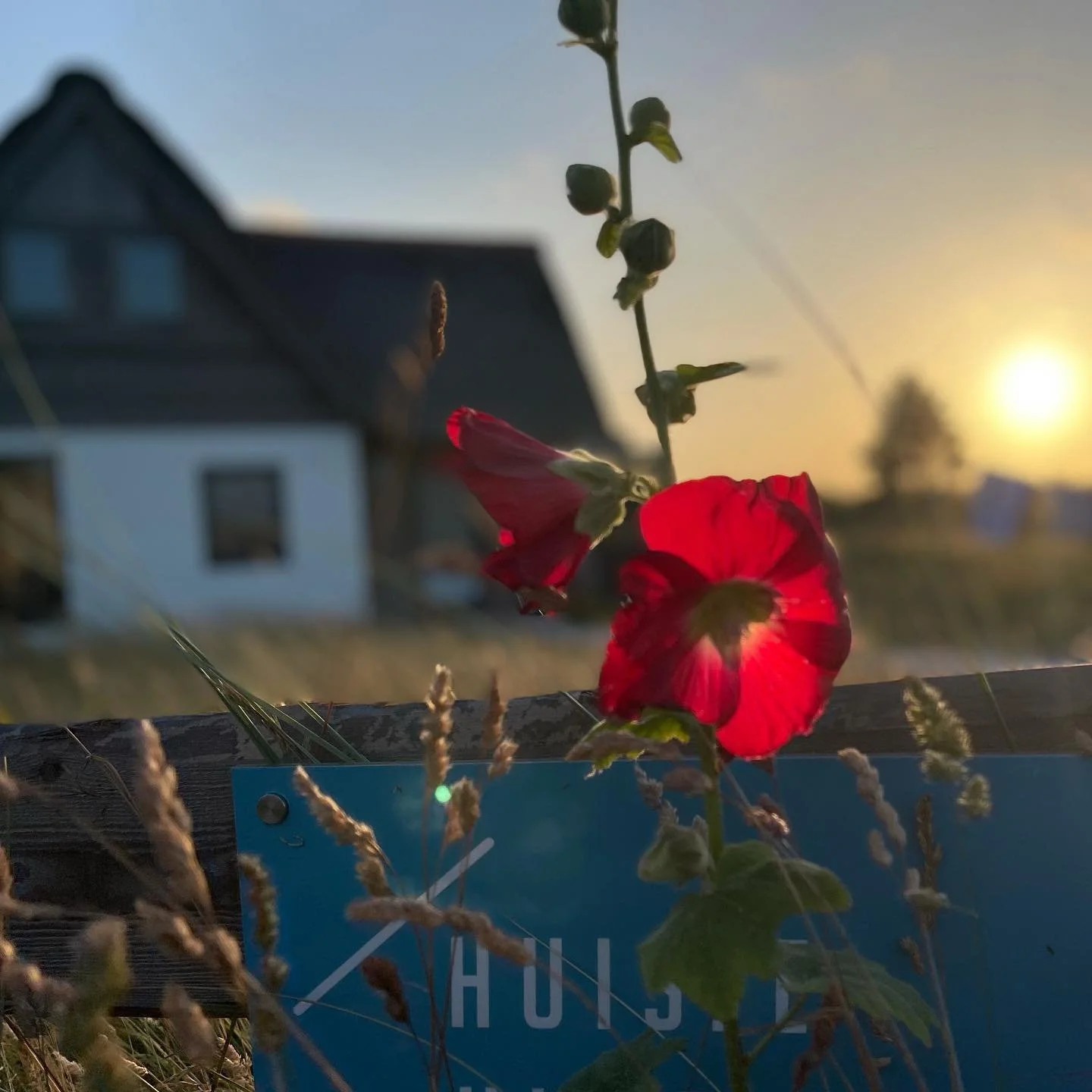 Wat een geluk als je een huisje op Ameland hebt. Amelex heeft 4 bungalows naast elkaar. 4 keer zoveel geluk. Als  je met familie en vrienden dicht bij elkaar wilt verblijven aan bos- en duinbrand in Ballum op recreatieterrein Roosduynen. . .. #luitek
