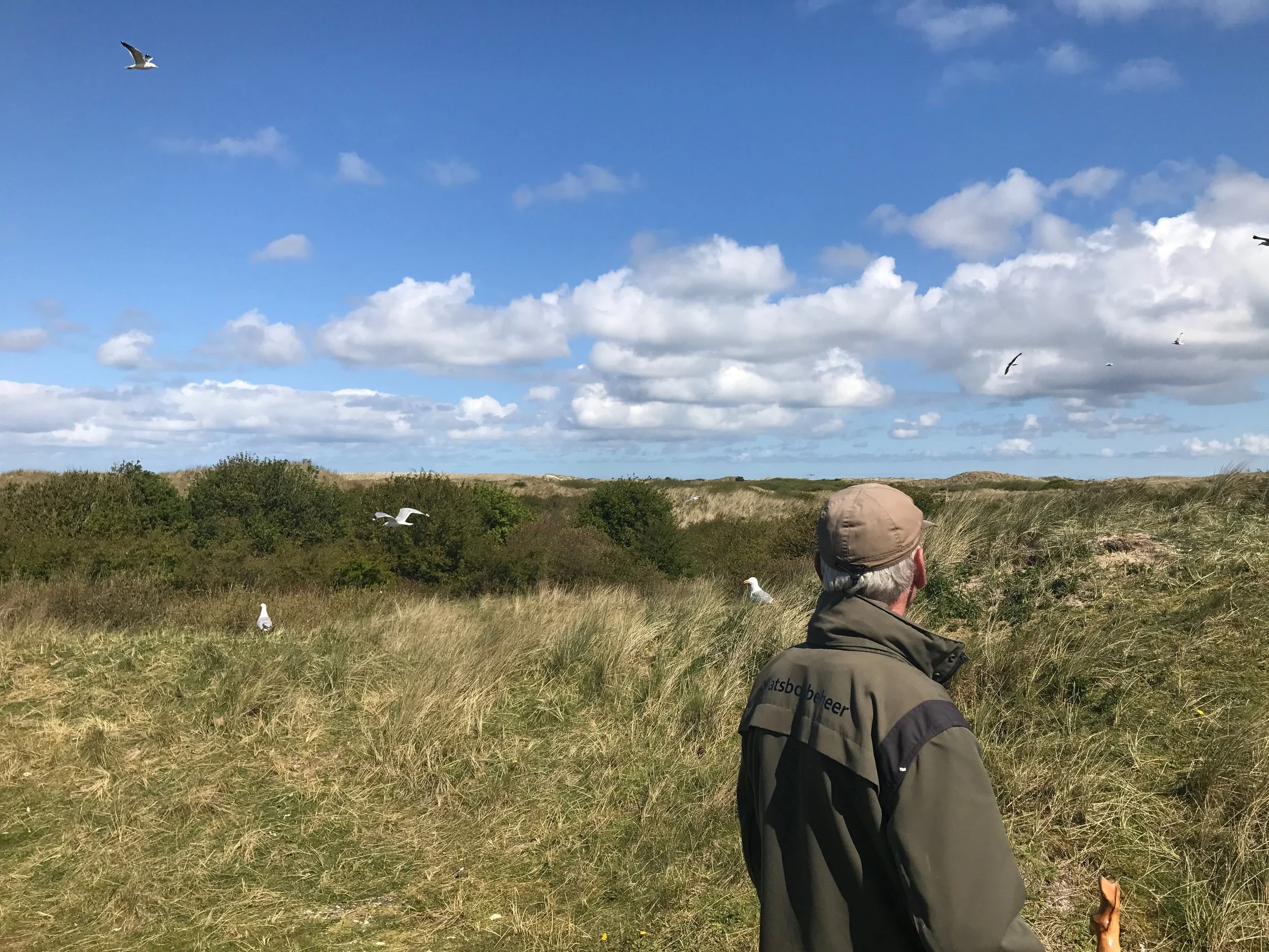 Man in de duinen van Ameland met meeuwen in de lucht